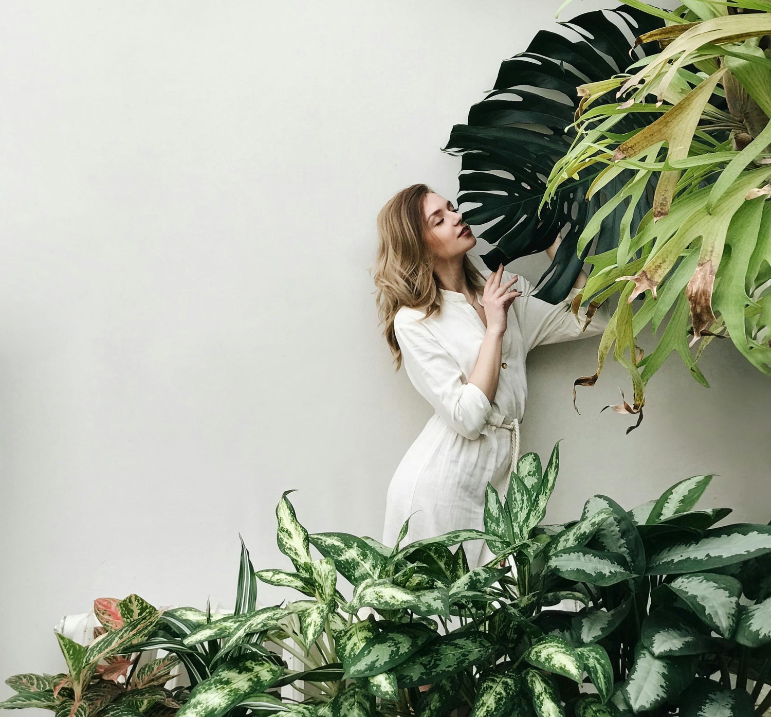 How do house plants actually purify the air?