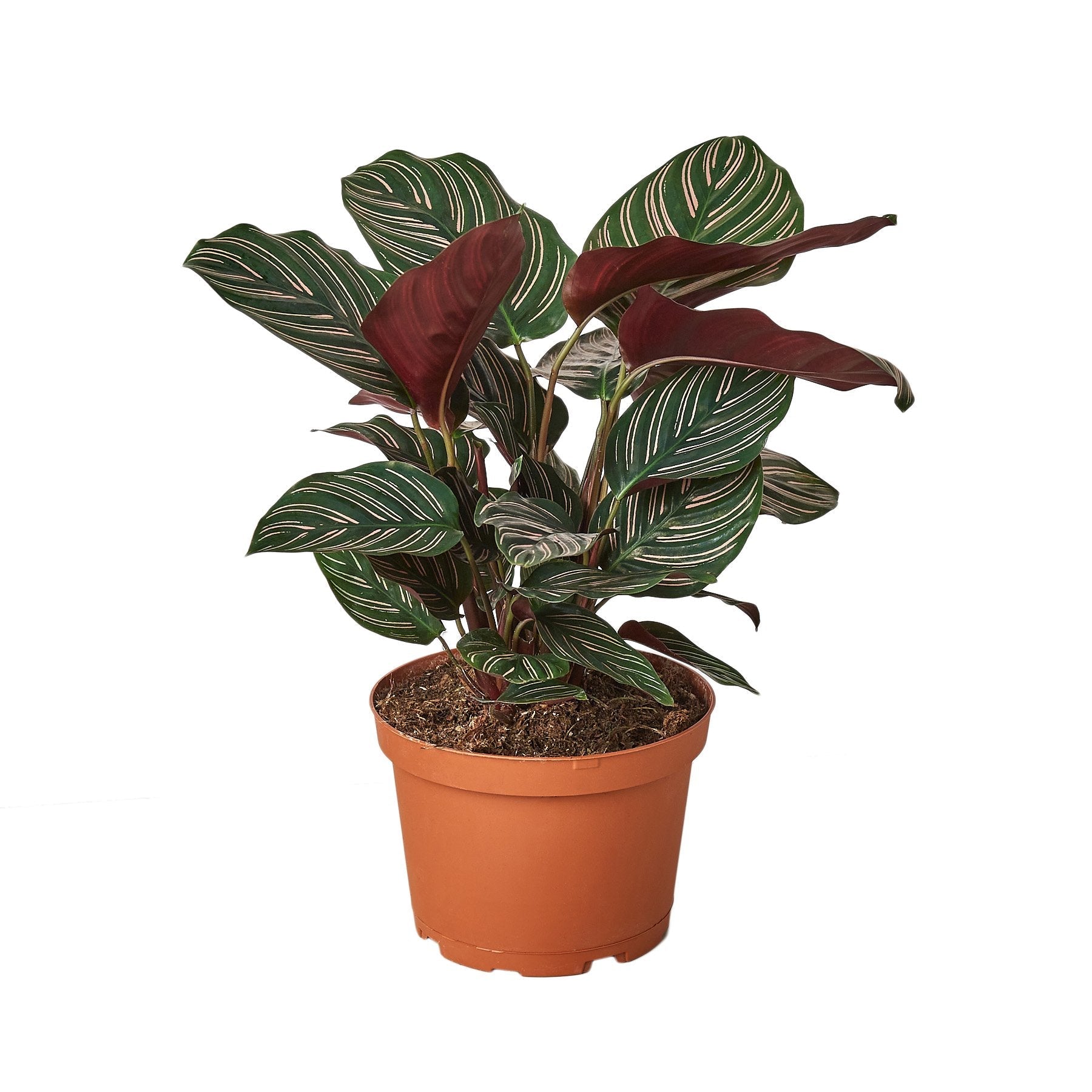 Calathea &