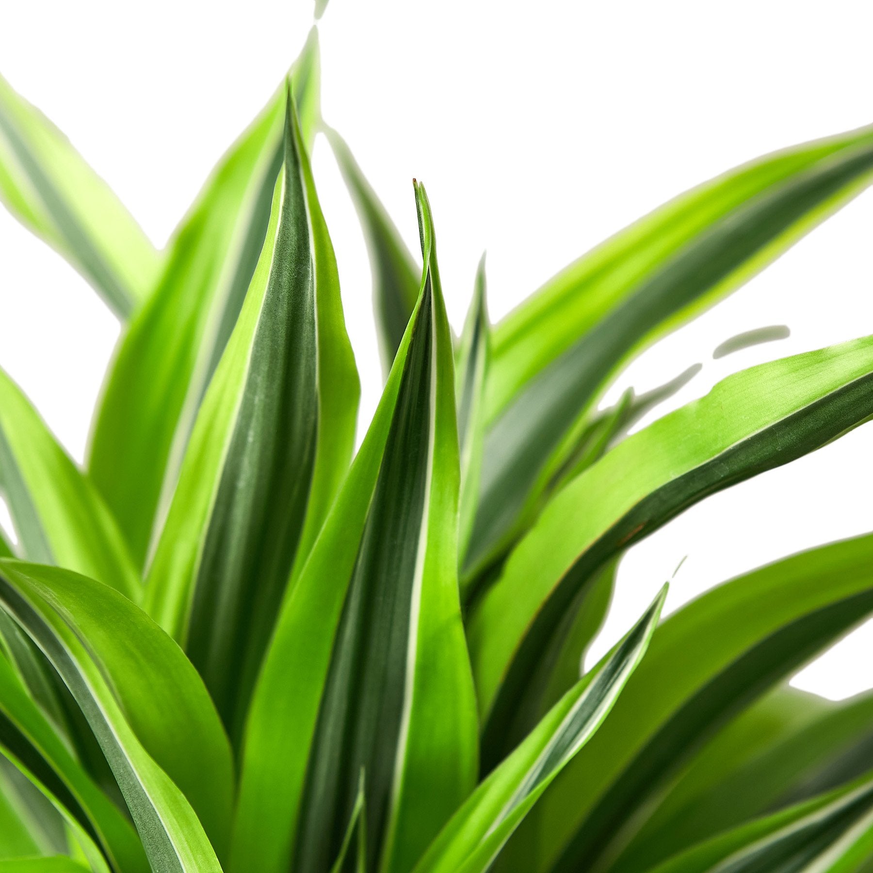Dracaena Deremensis &