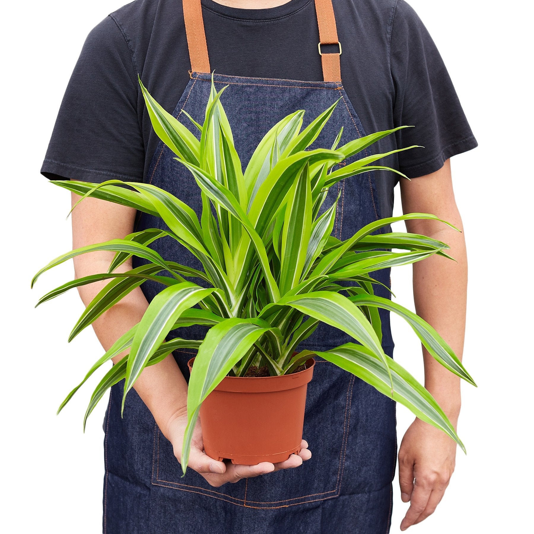 Dracaena Deremensis &