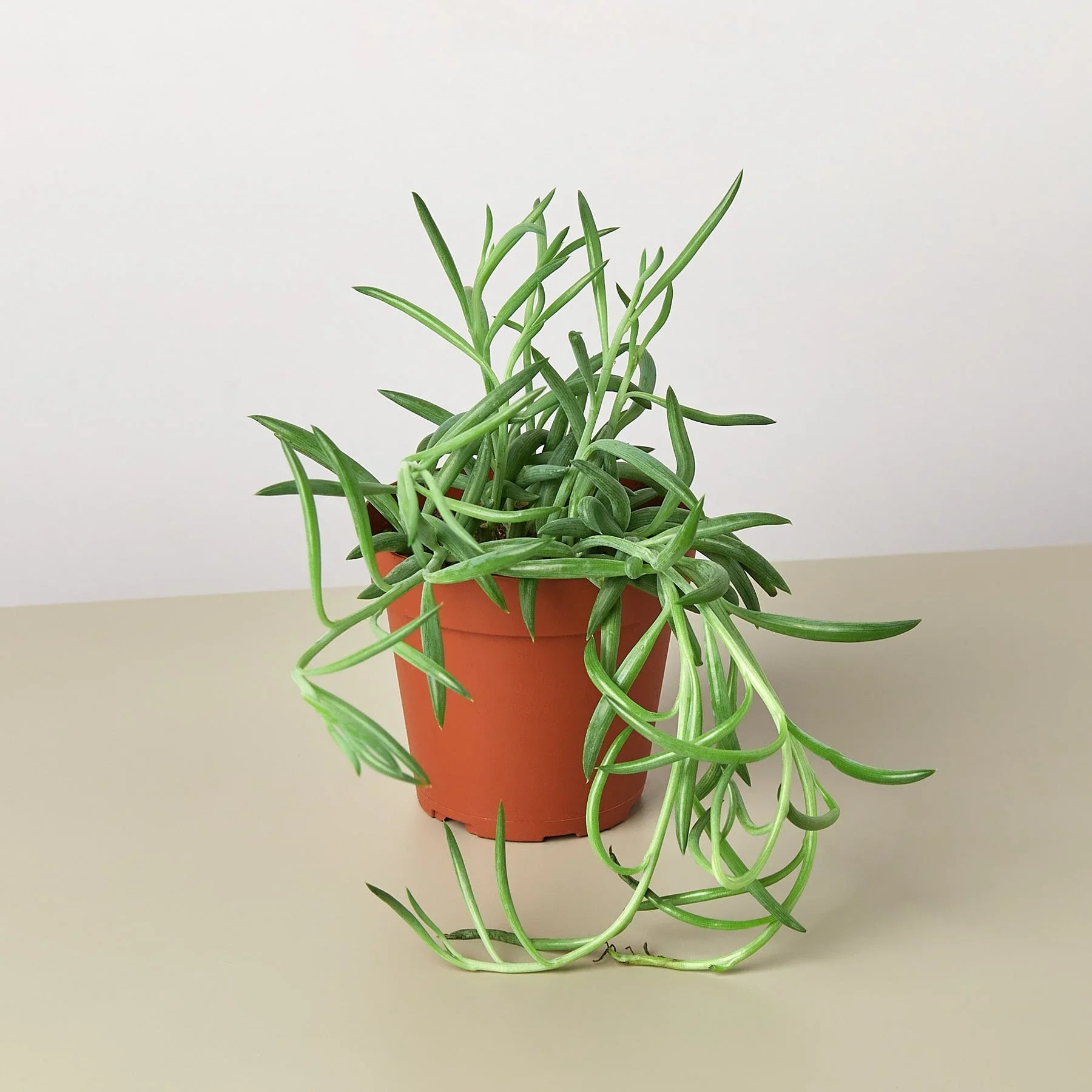 Senecio Succulent &