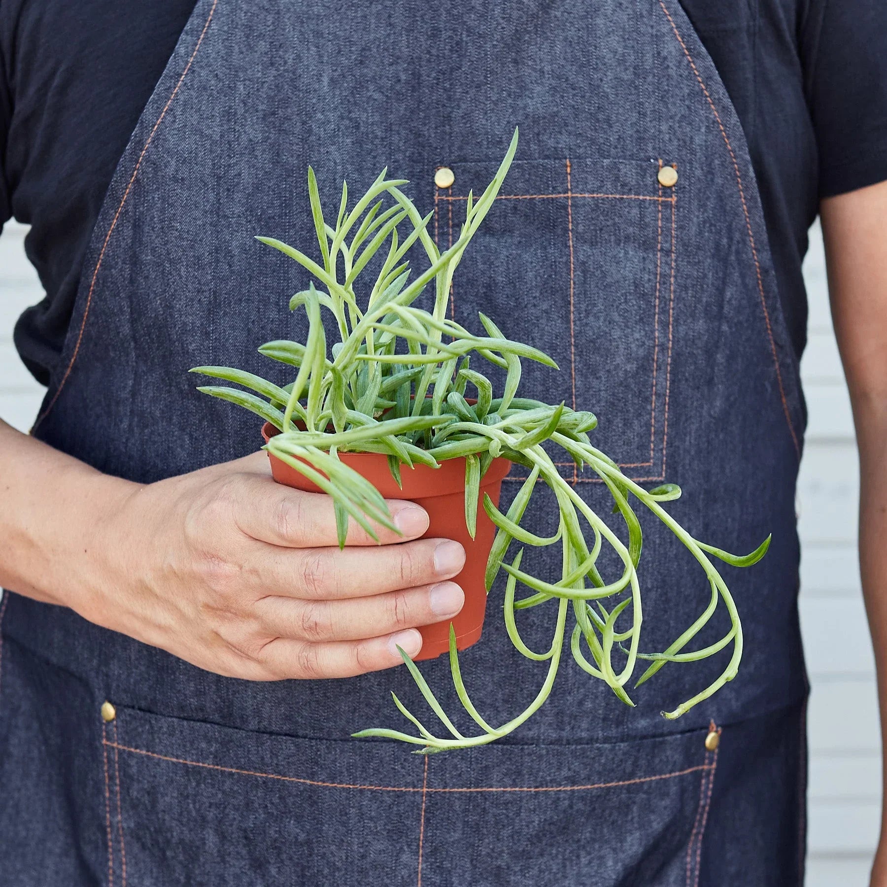 Senecio Succulent &