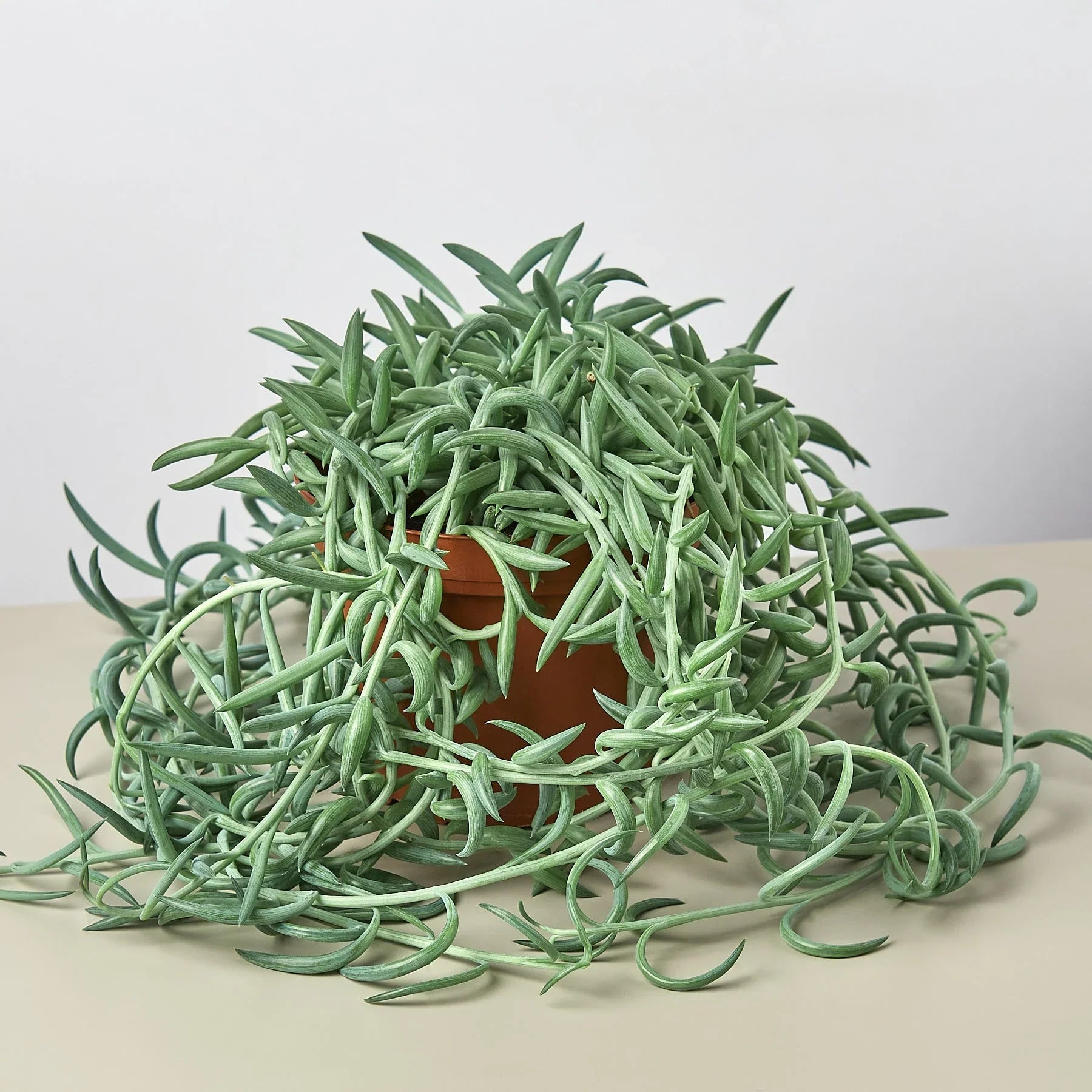 Senecio Succulent &