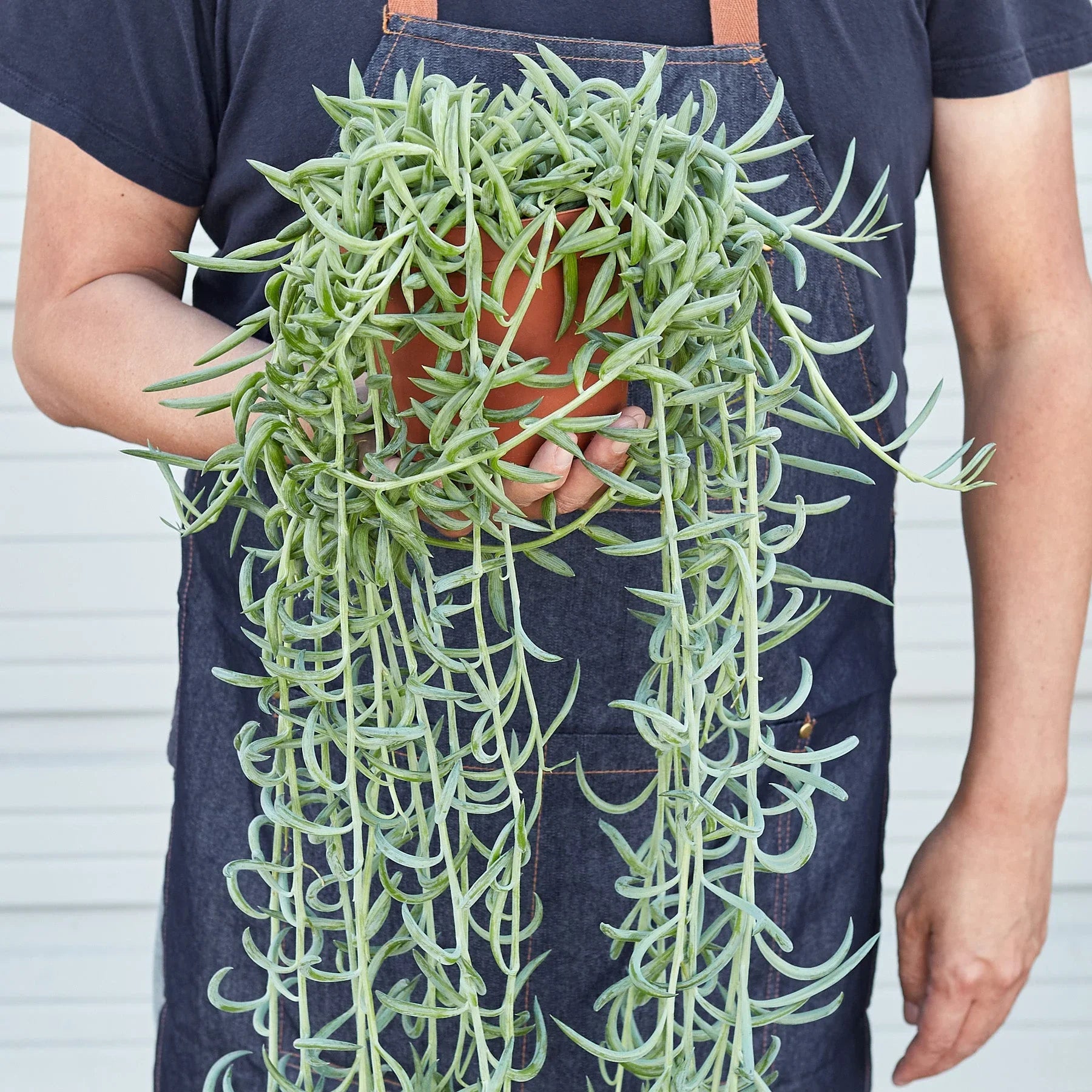Senecio Succulent &