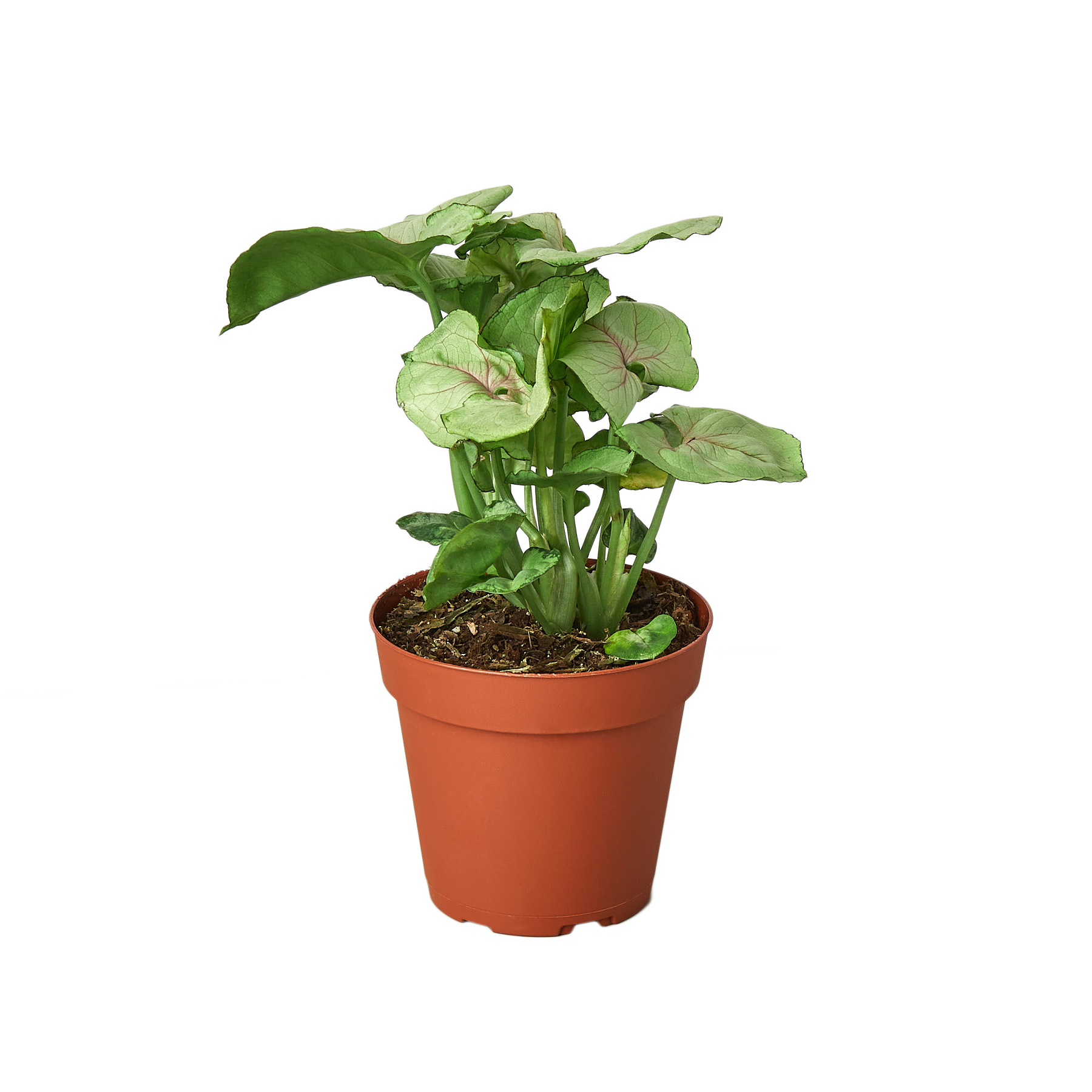 Syngonium Cream - 4" Pot