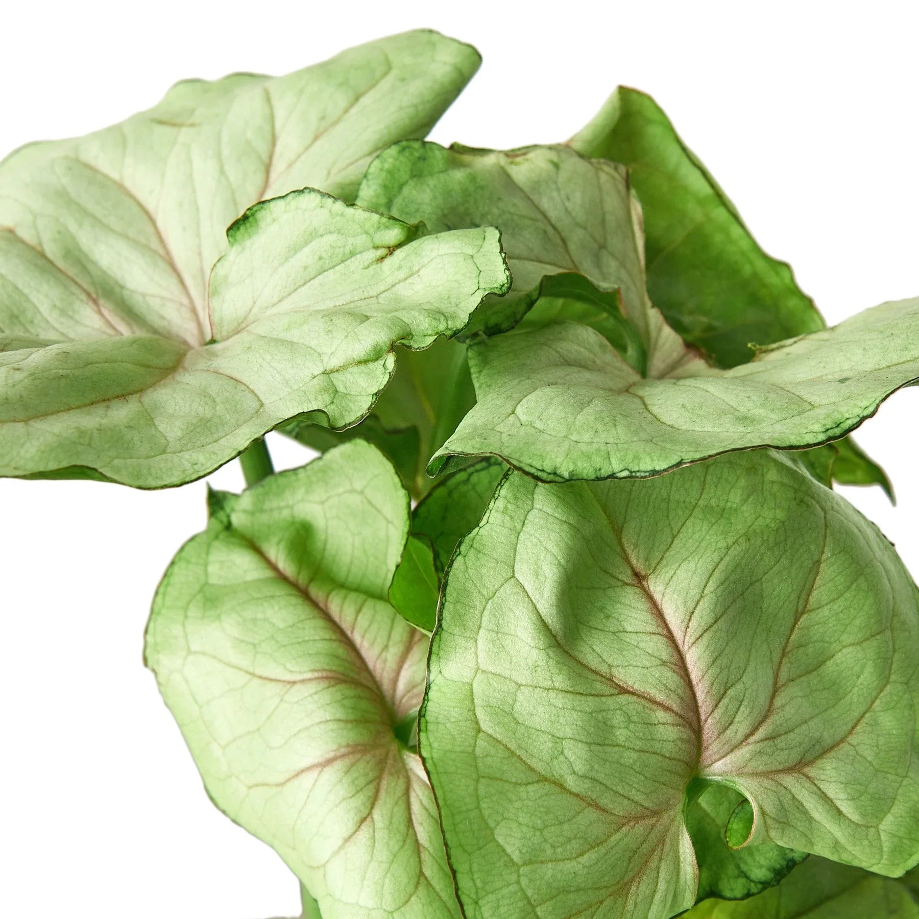 Syngonium Cream - 4" Pot