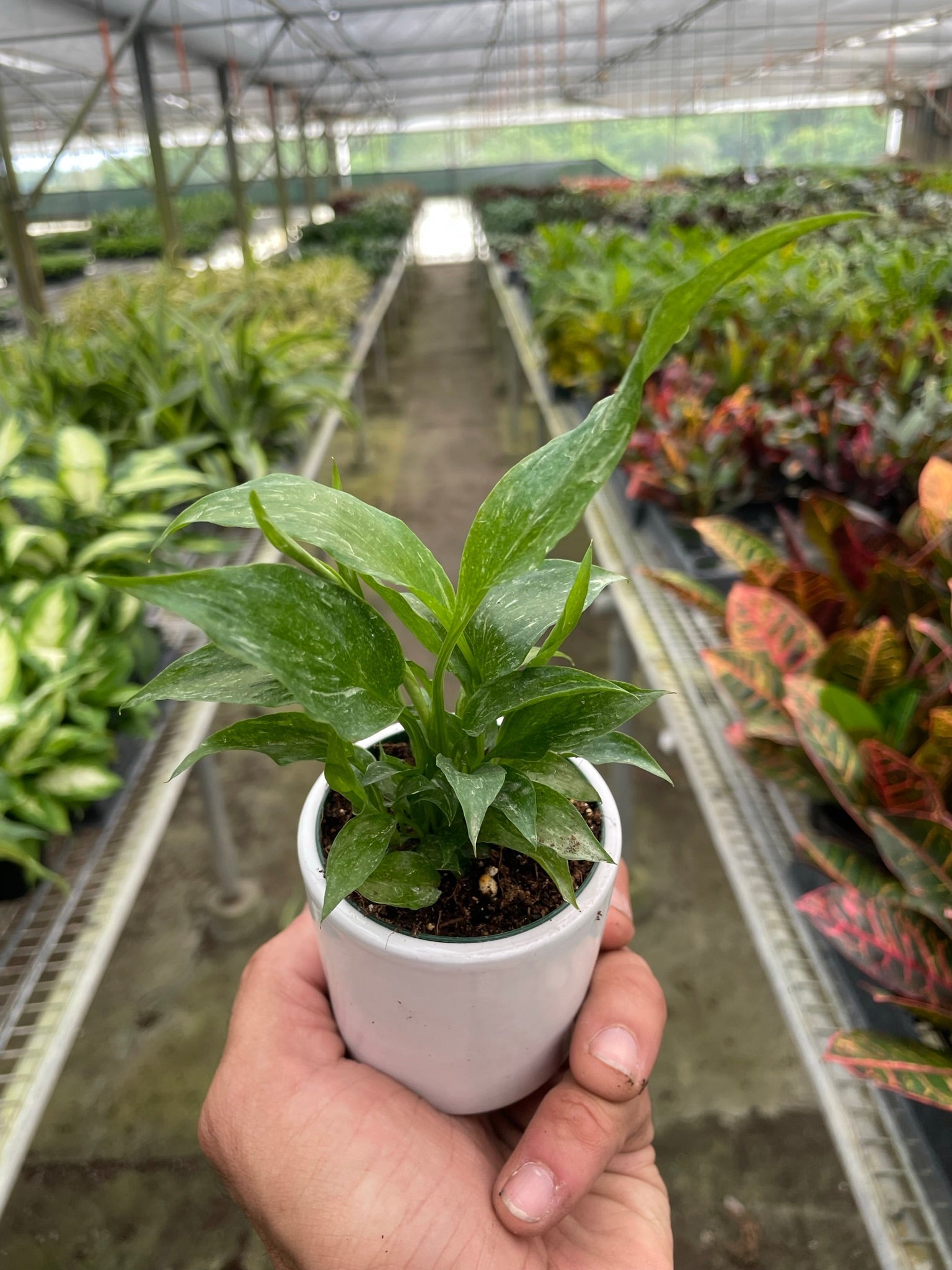 Variegated Spathiphyllum &