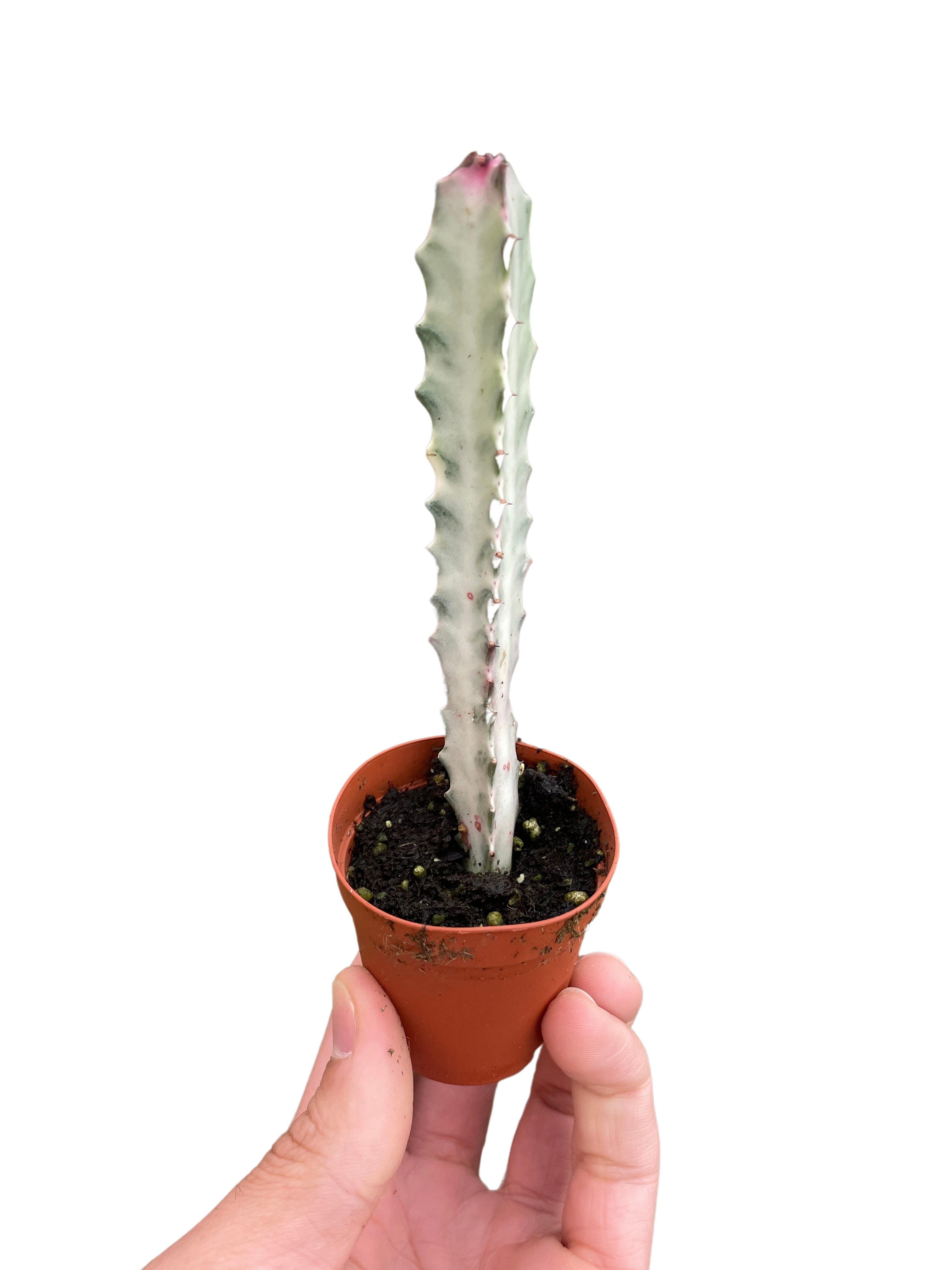 Succulent Euphorbia &