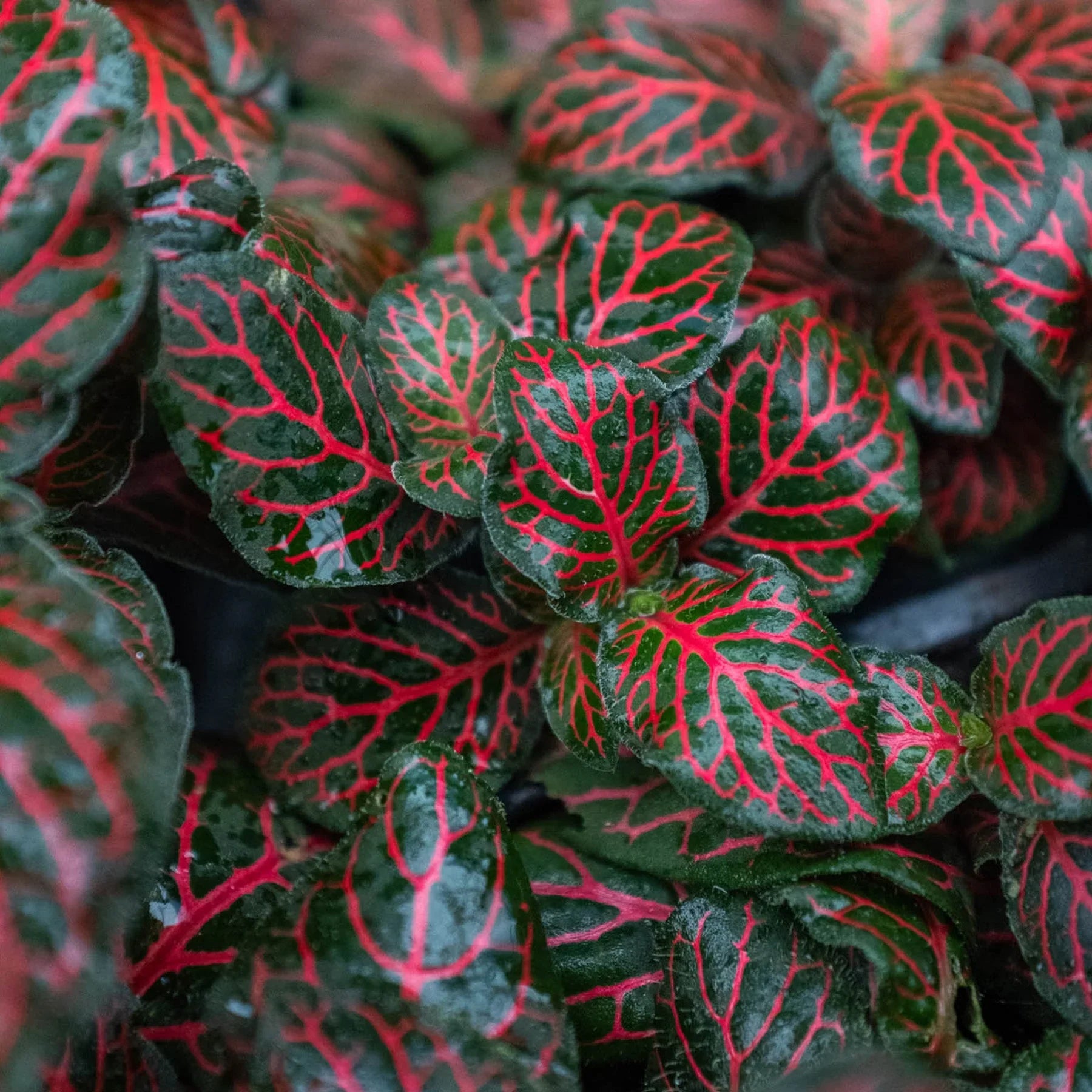 Fittonia &