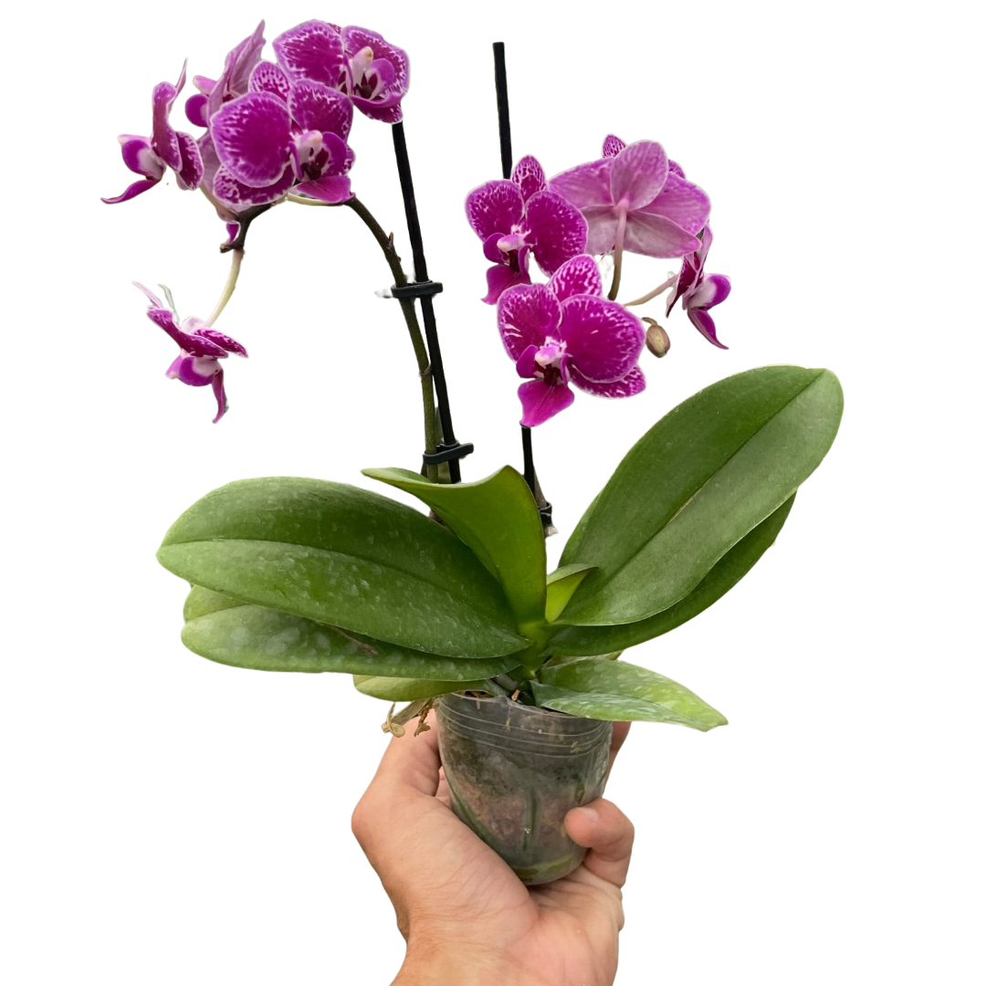 Orchid &