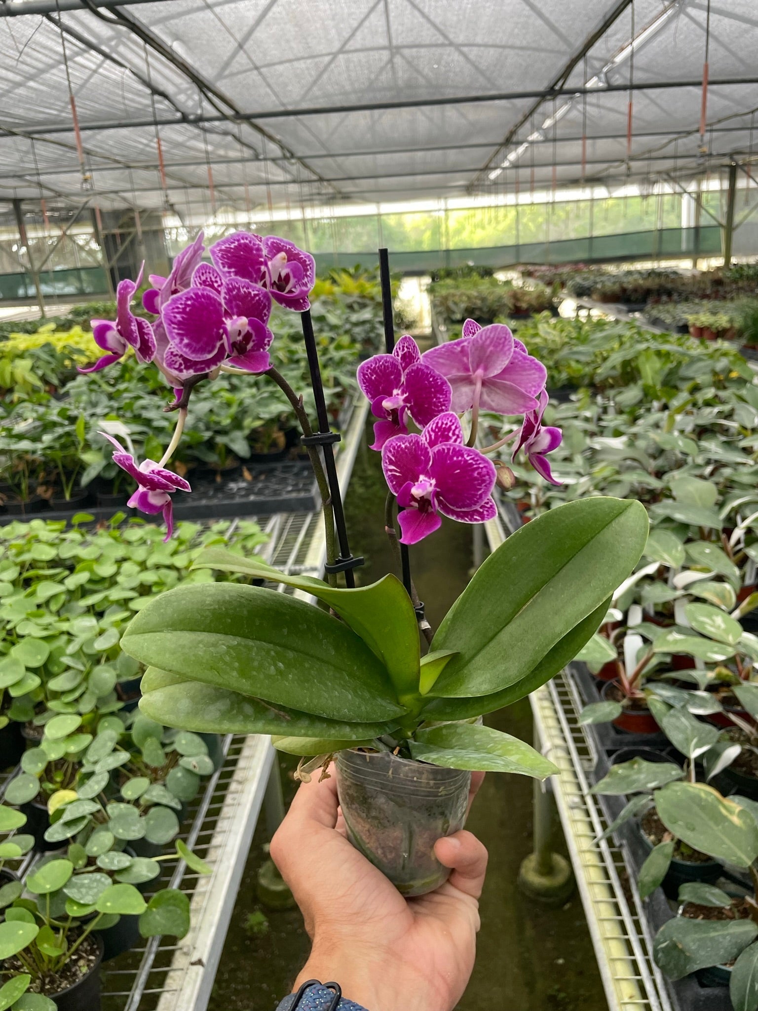 Orchid &