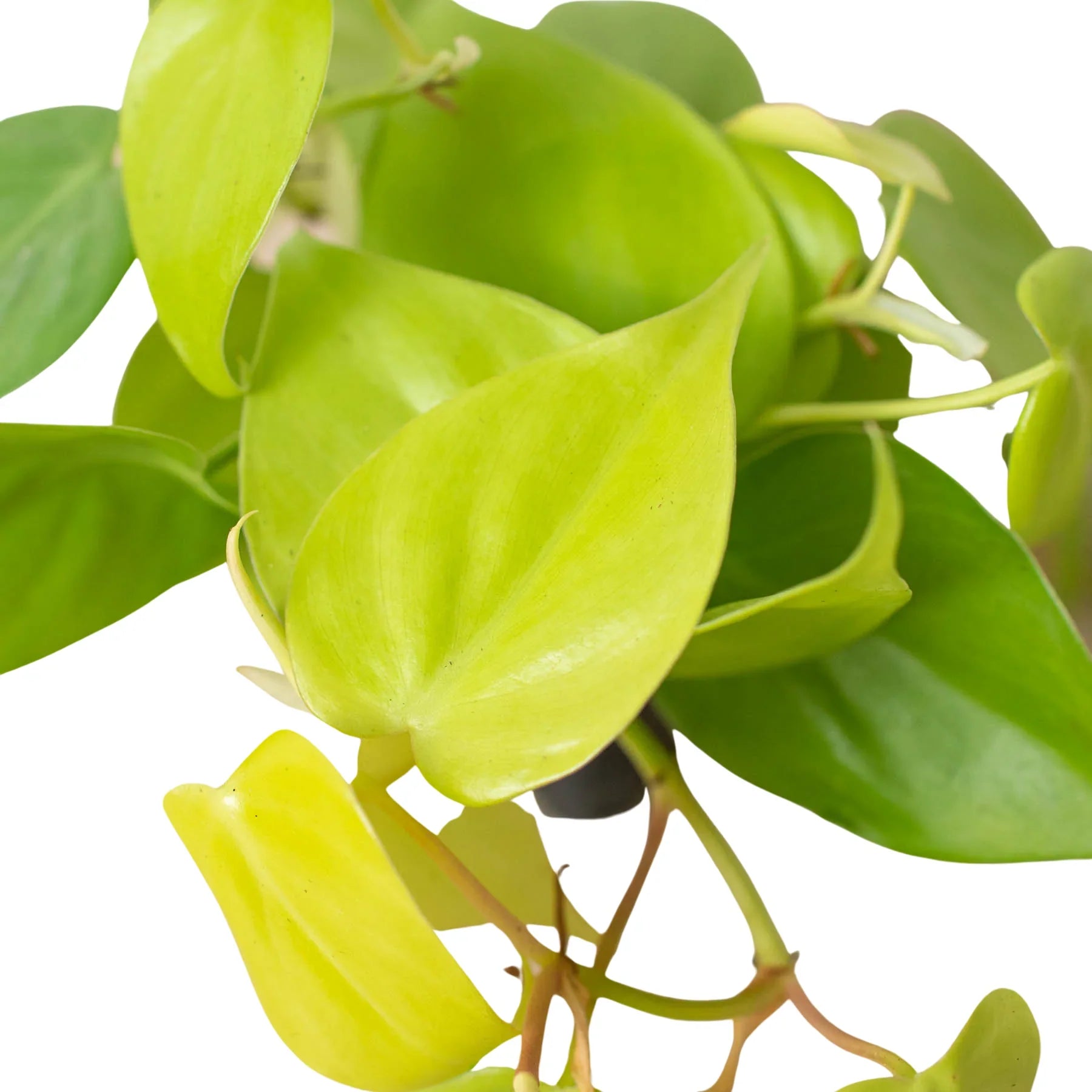 Philodendron &