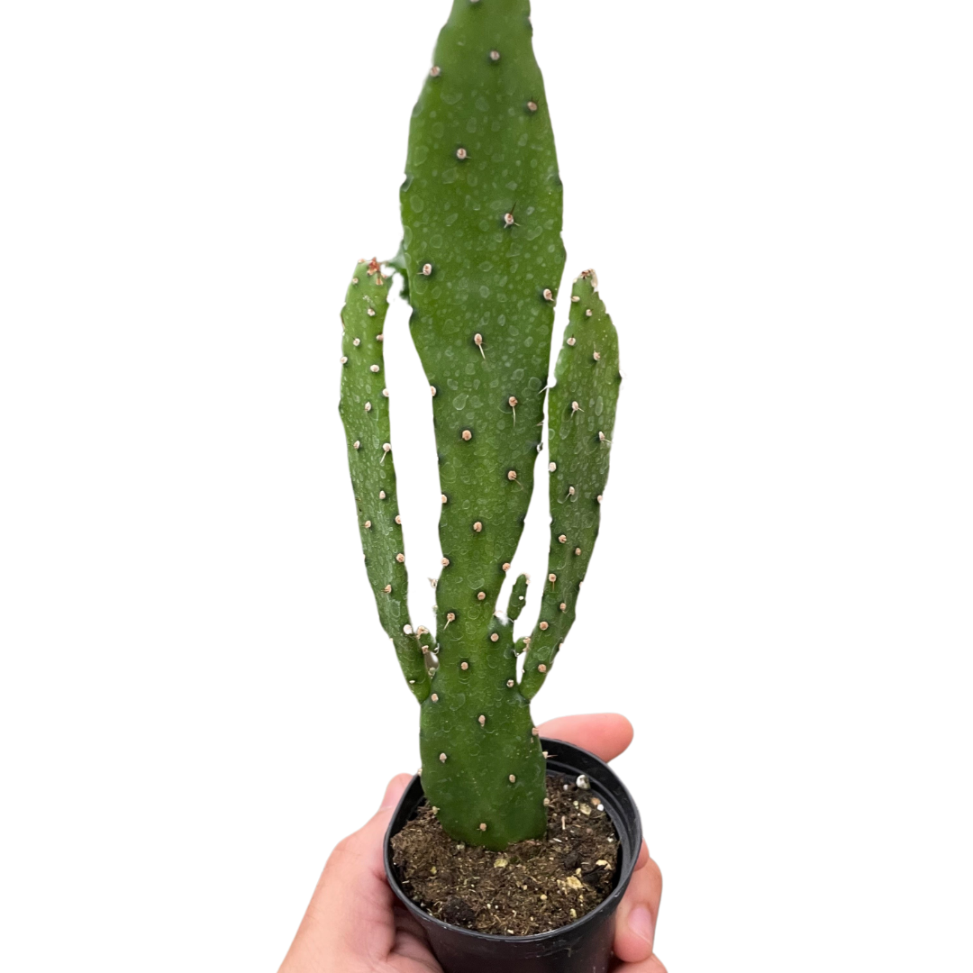 home depot prickly pear cactus Drooping Prickly Pear Cactus – Verta