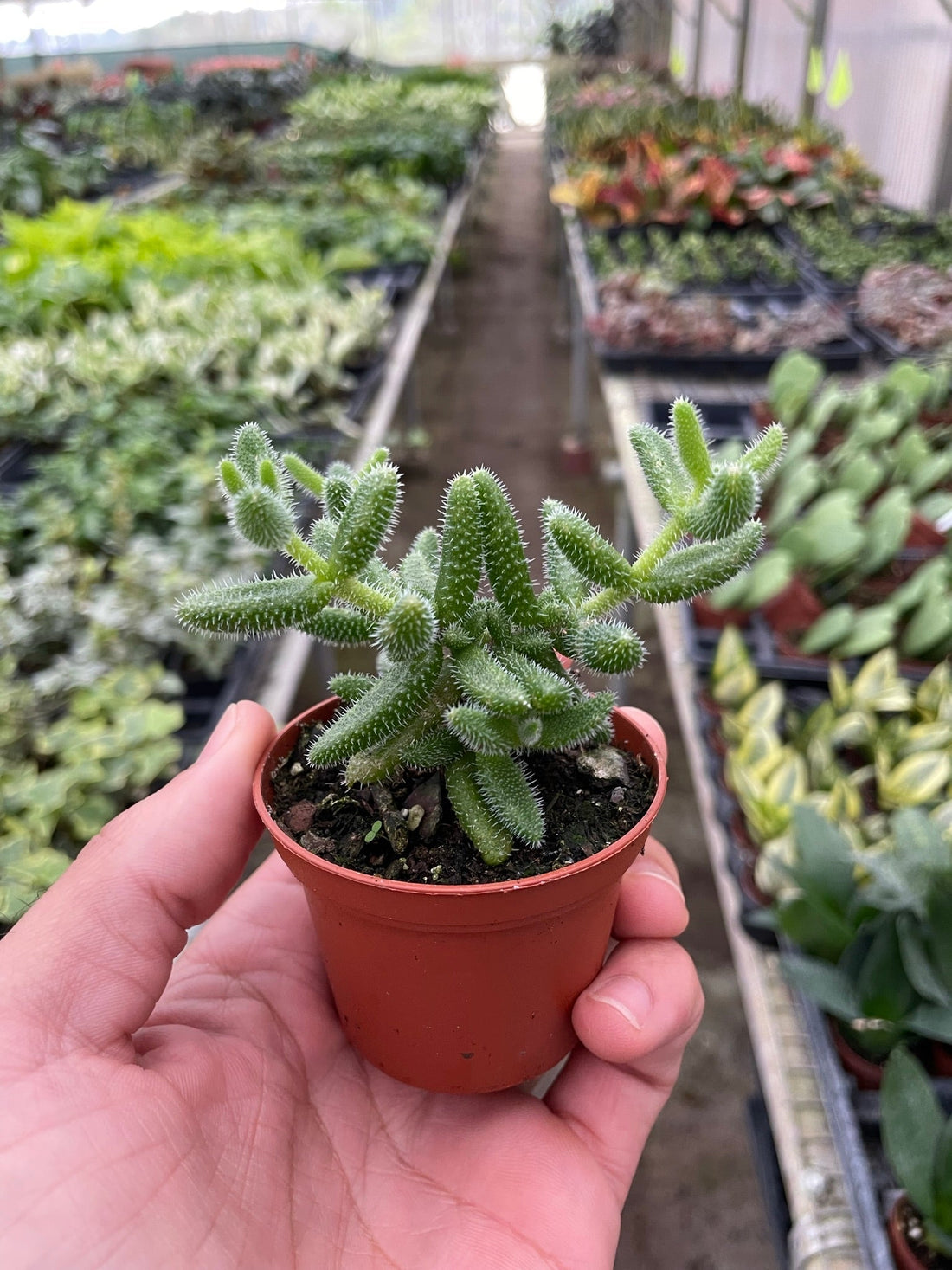 Delosperma echinatum &