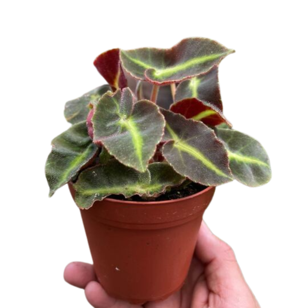 Begonia &