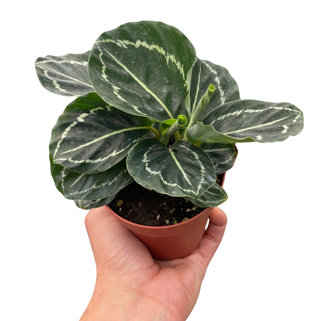 Calathea &
