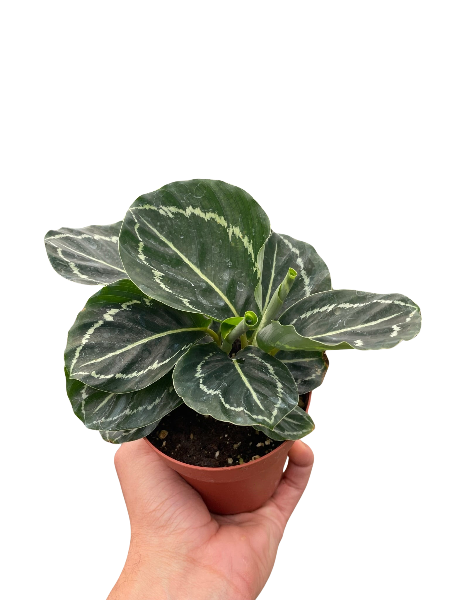 Calathea &