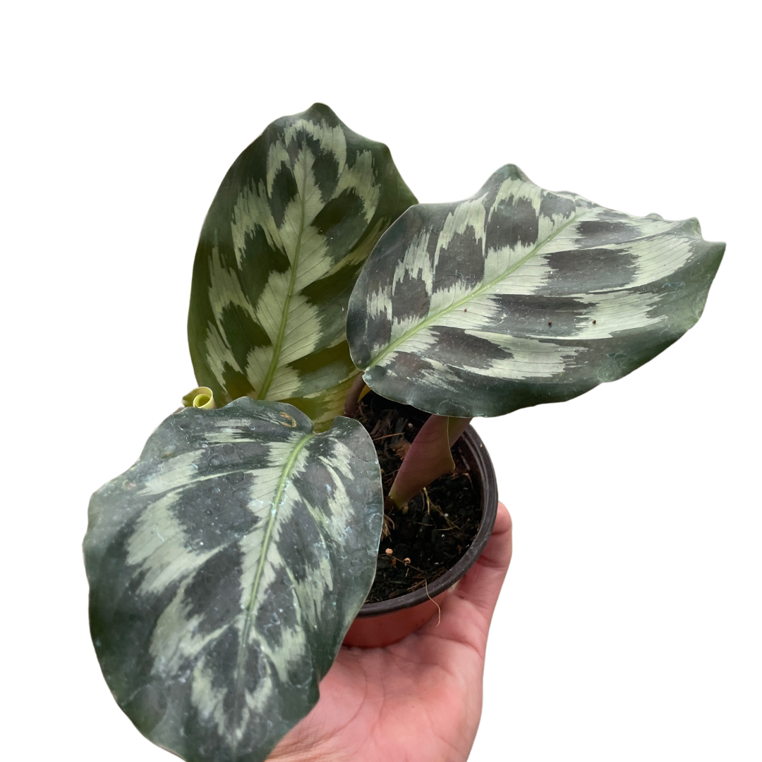 Calathea &