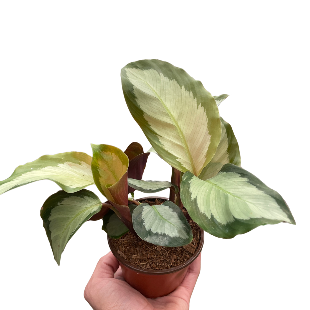 Calathea &