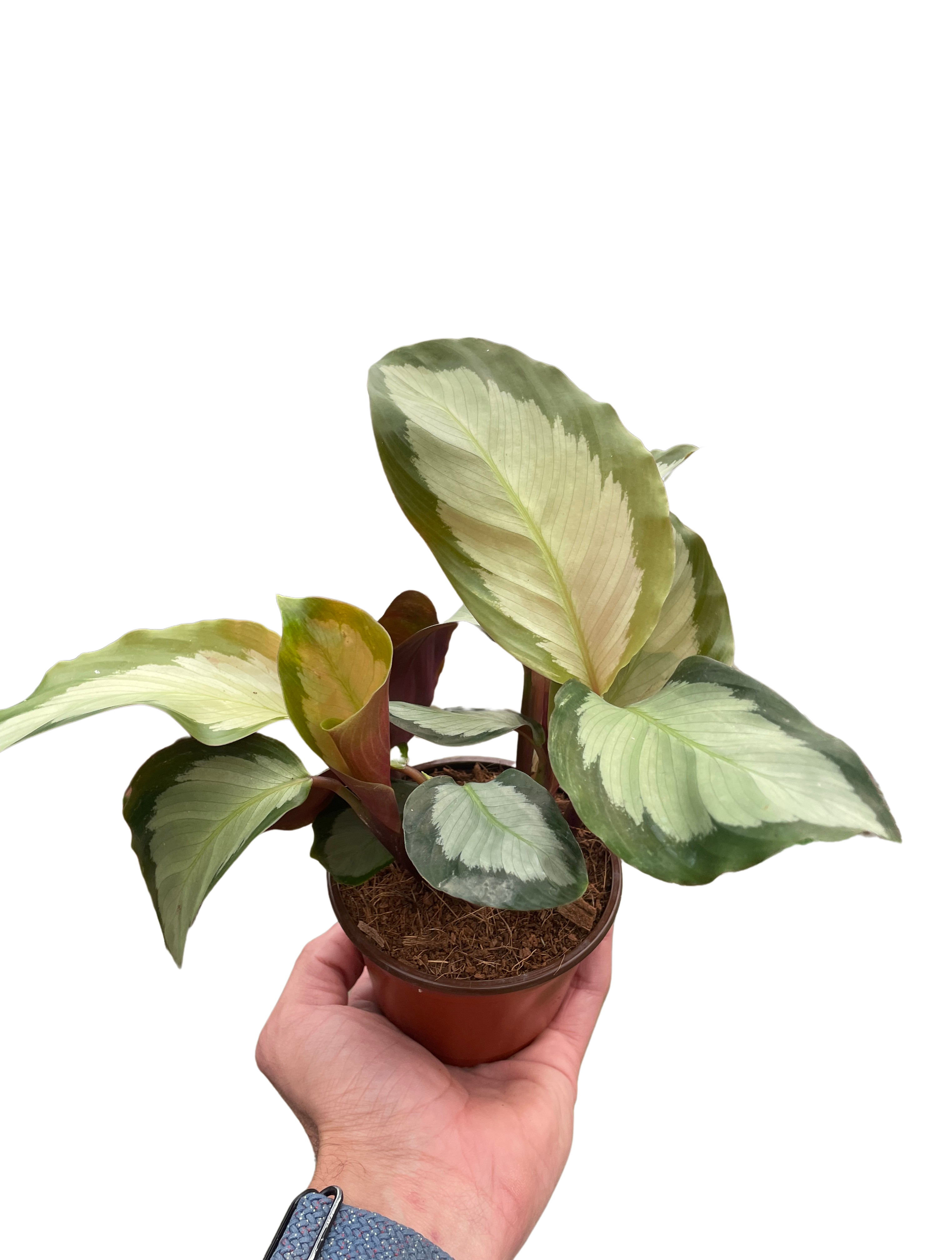 Calathea &
