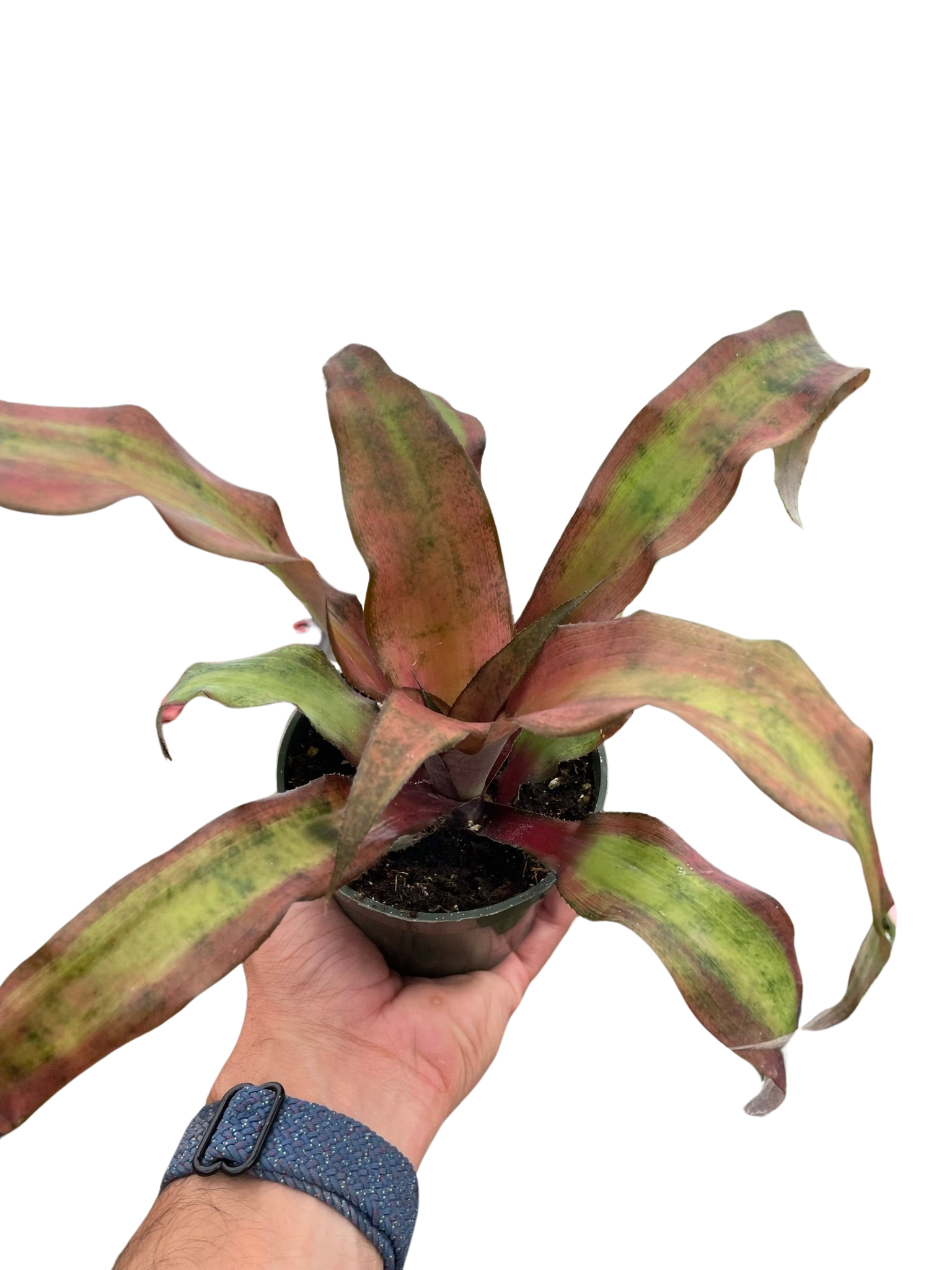 Cryptanthus &