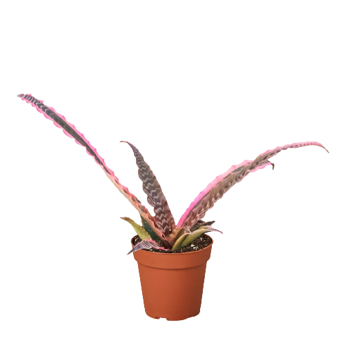 Cryptanthus &