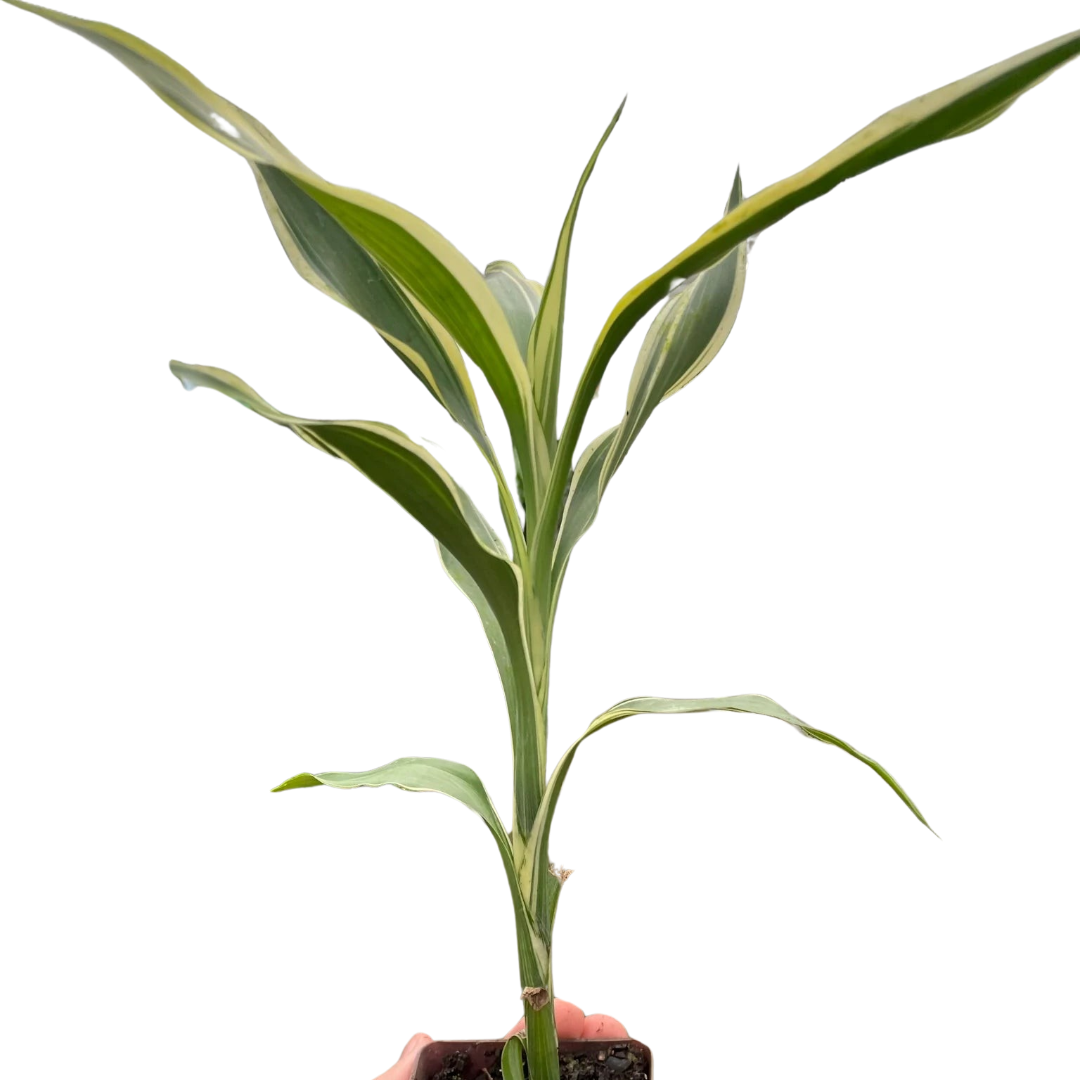Dracaena &