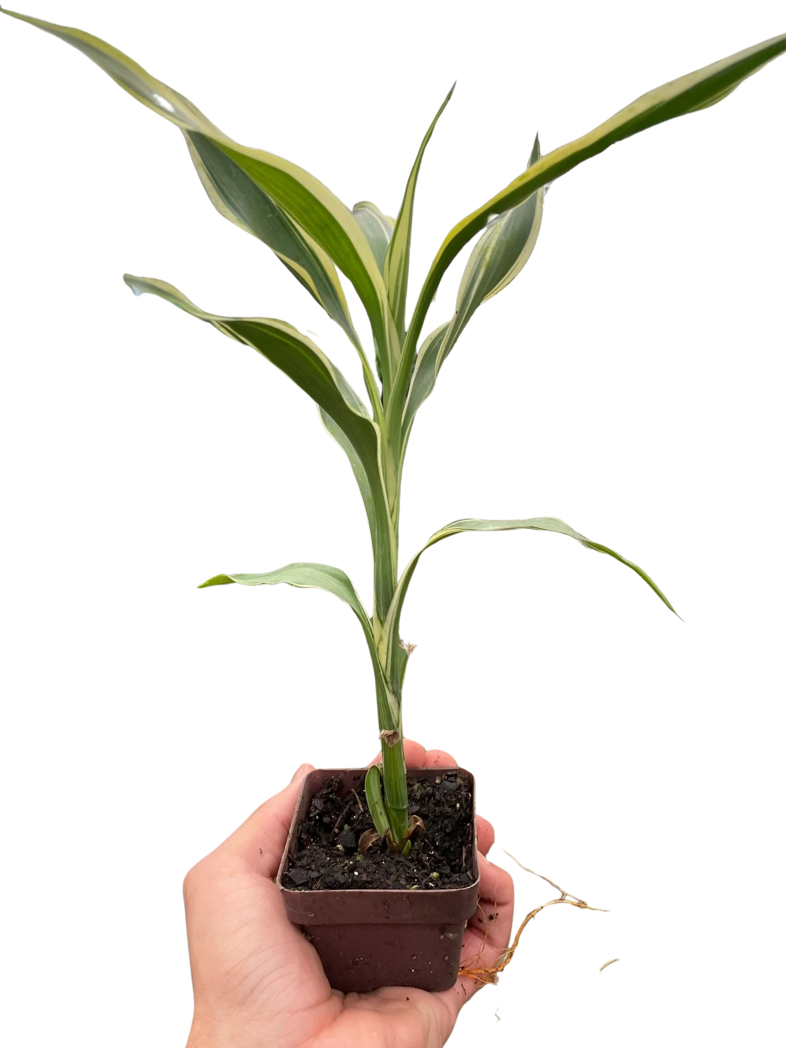 Dracaena &