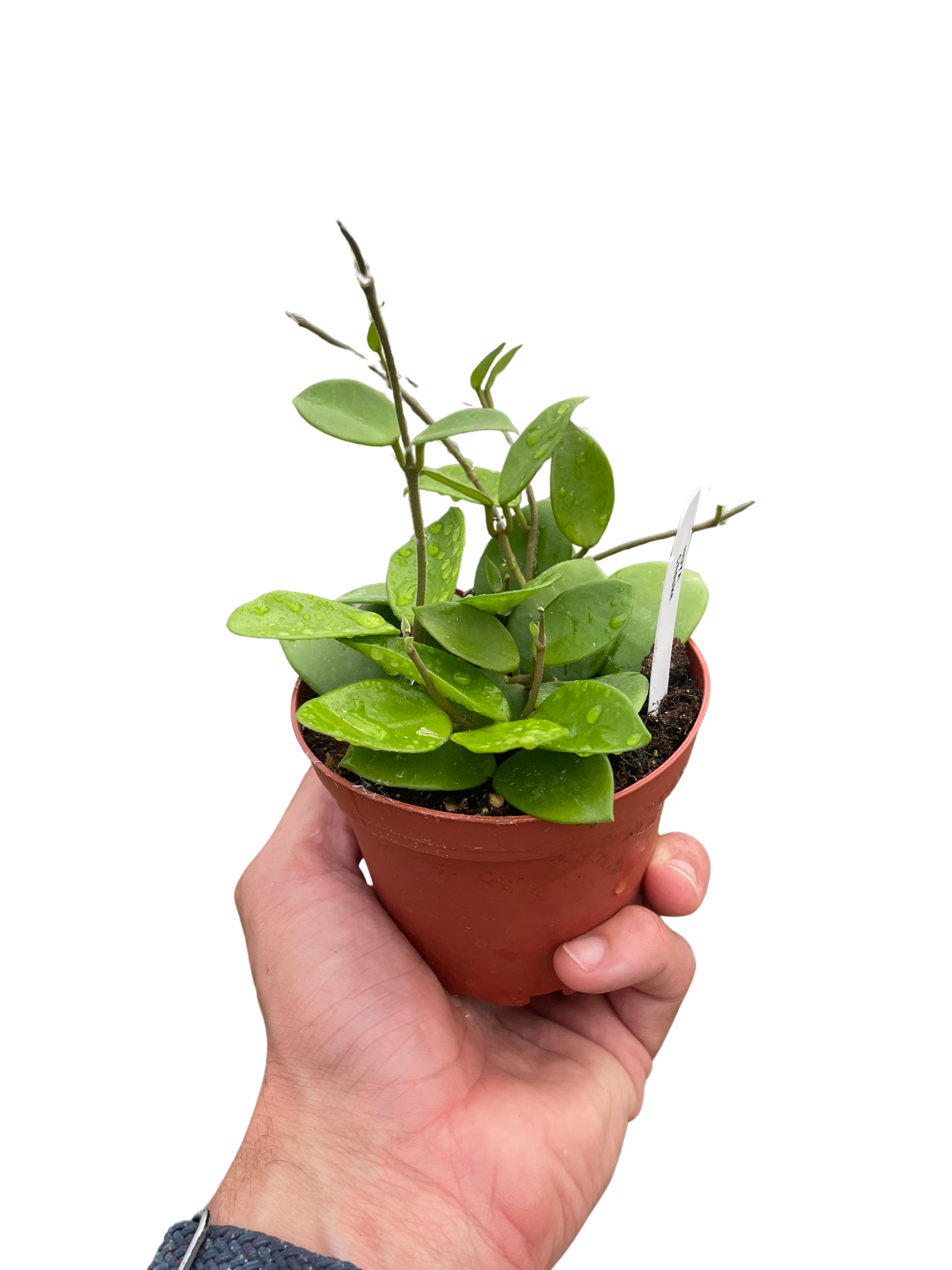 Hoya Bilobata