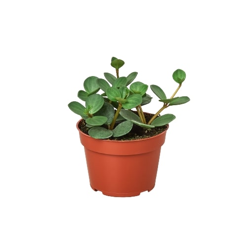 Peperomia &
