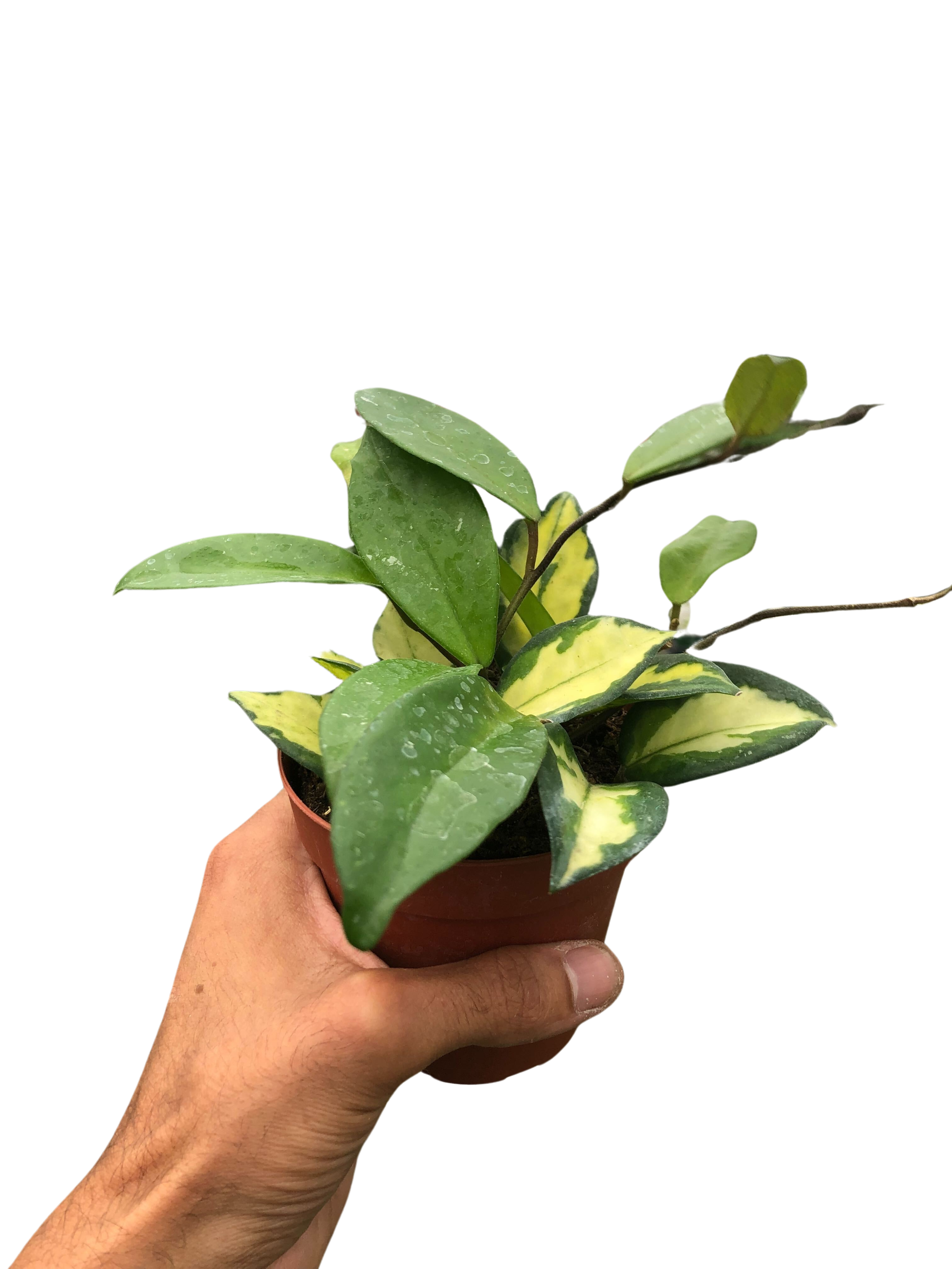 Hoya Carnosa &