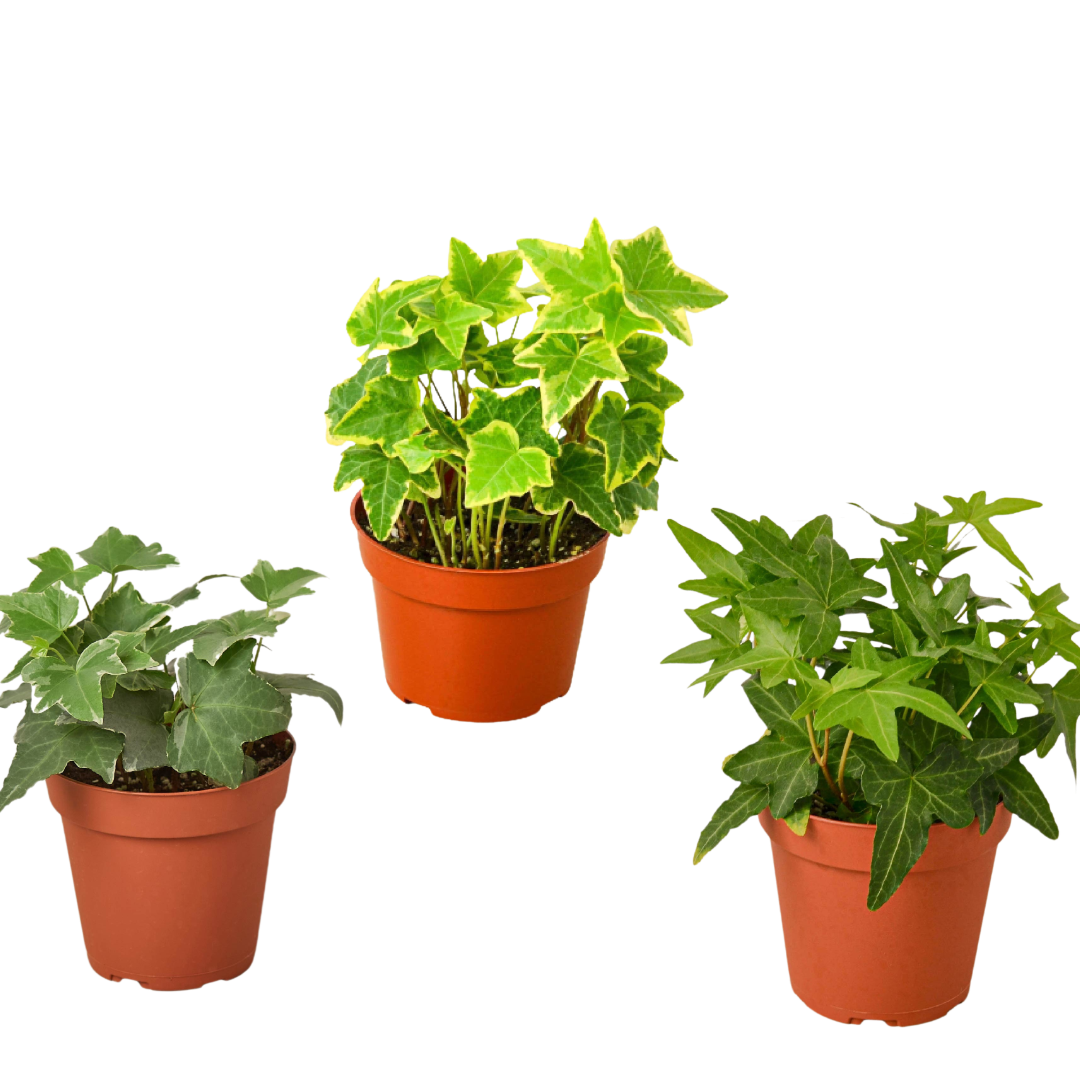 4 inch house plants 3 Different English Ivy Plants - 4" Pot