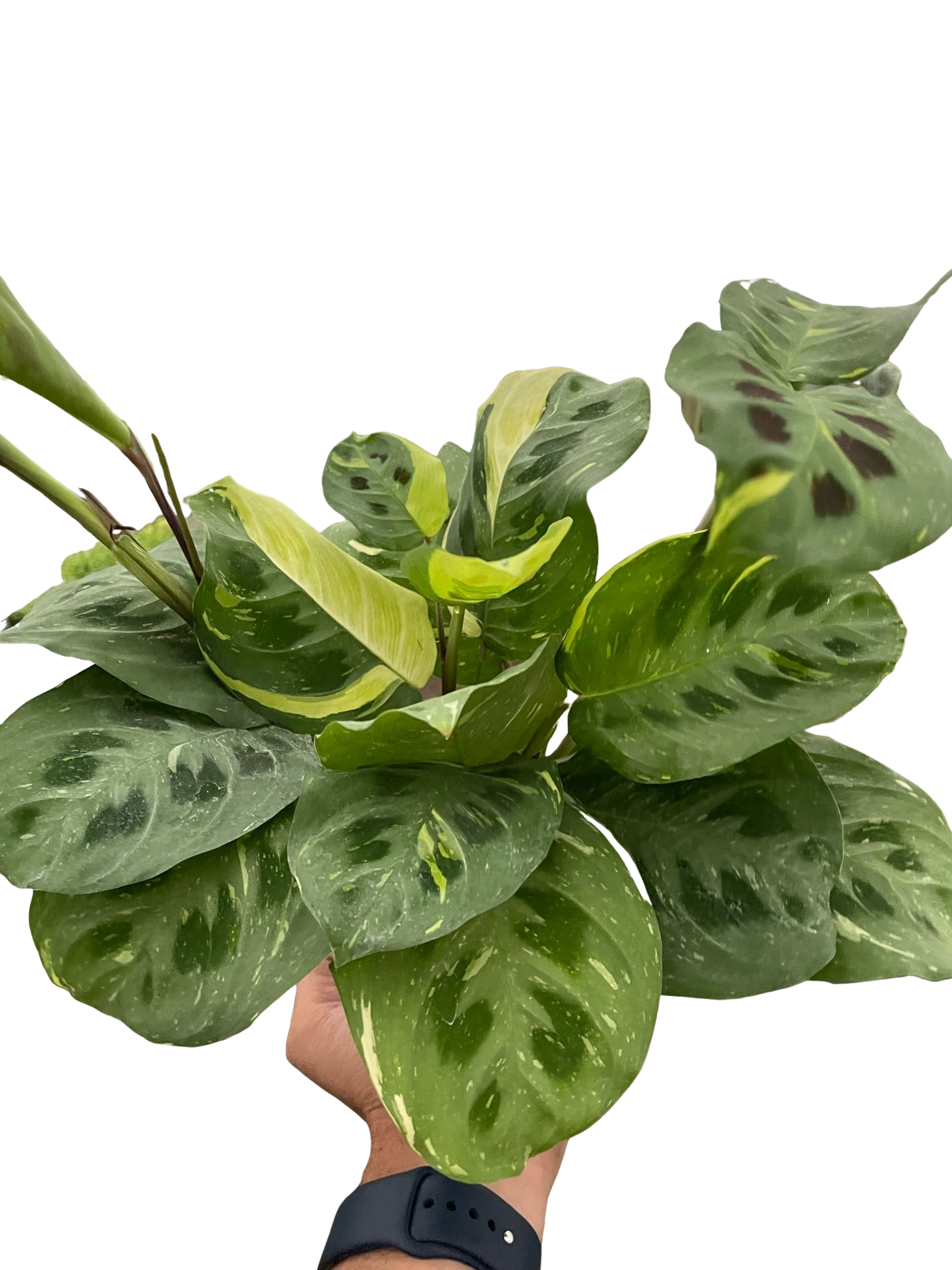 Maranta Variegated &
