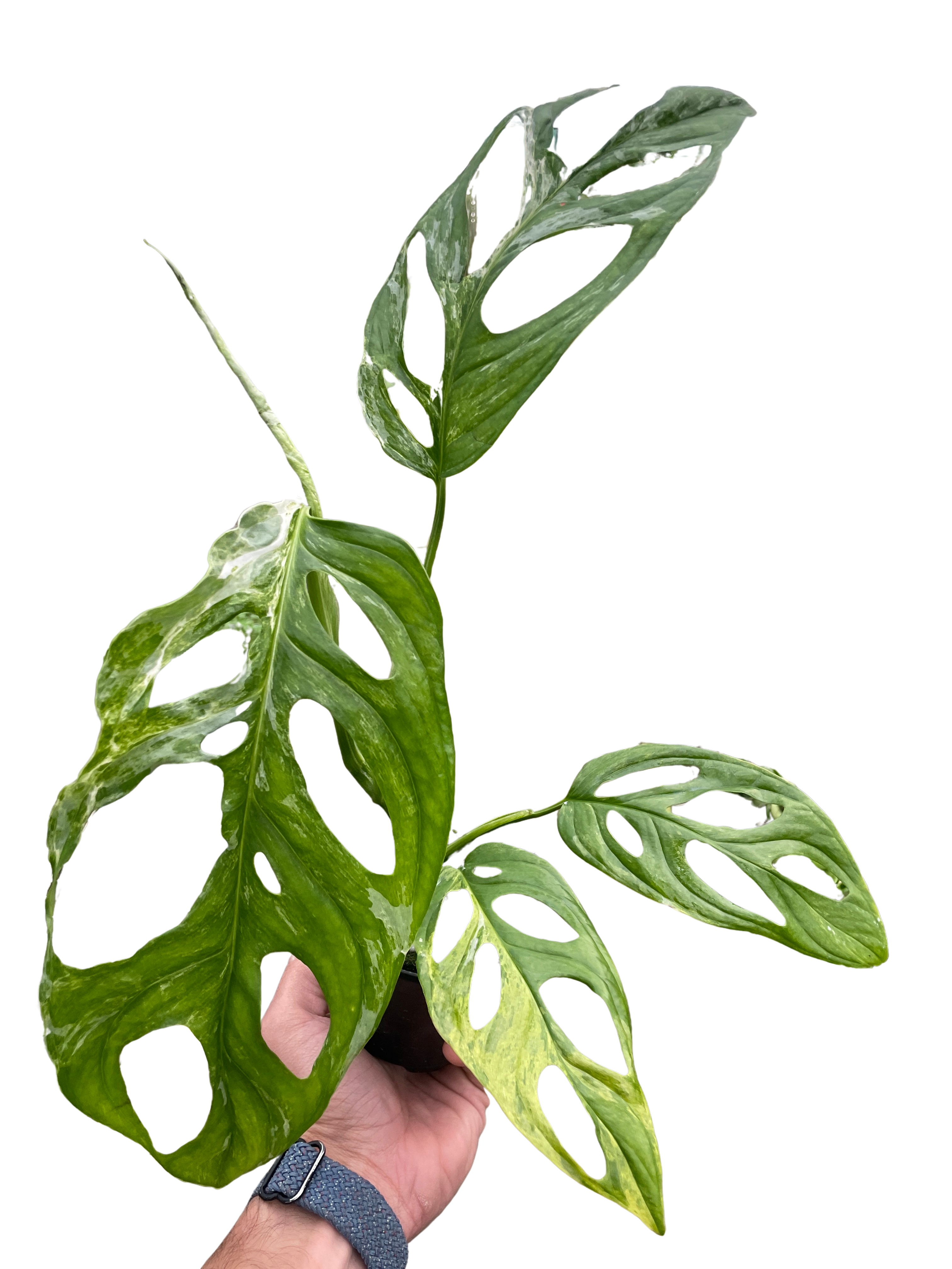 Monstera Adansonii &