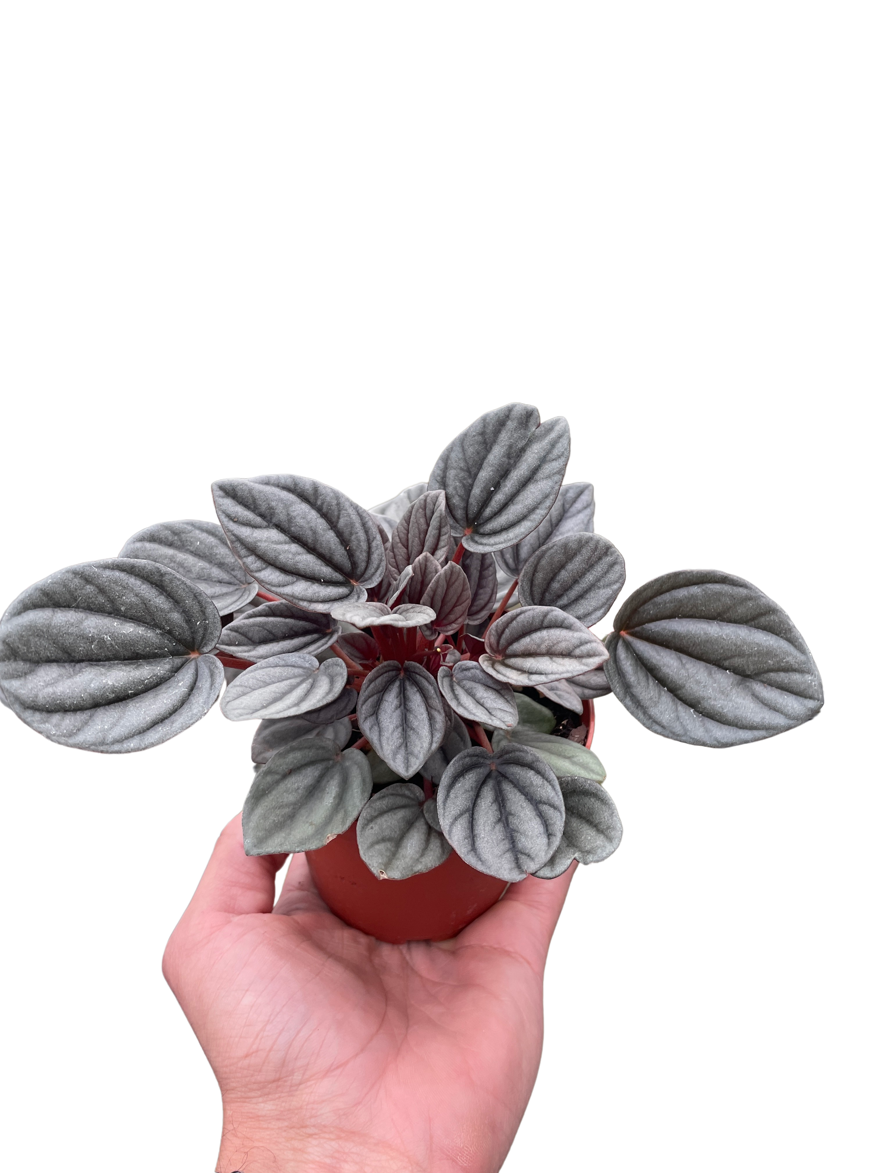 Peperomia &