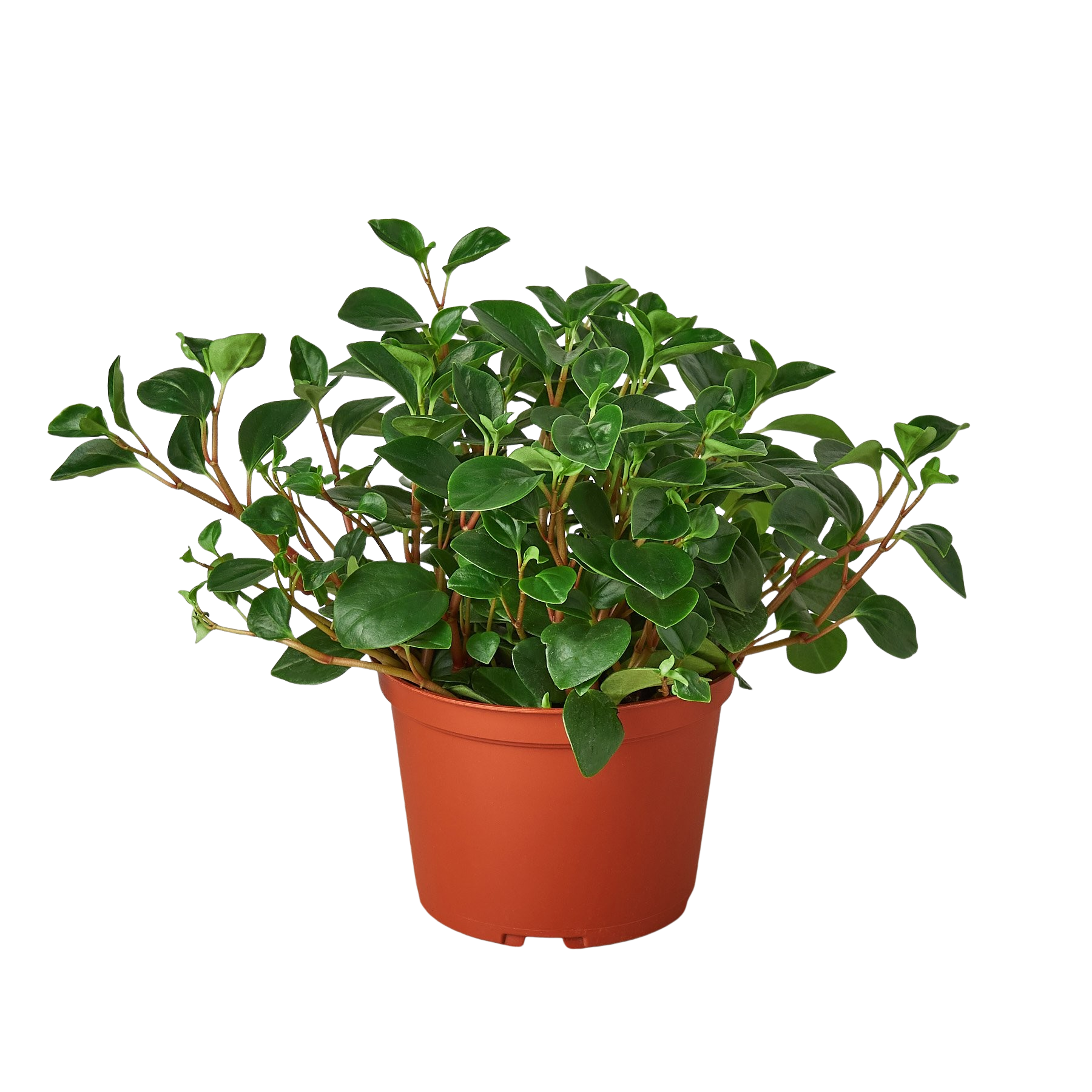 Peperomia &