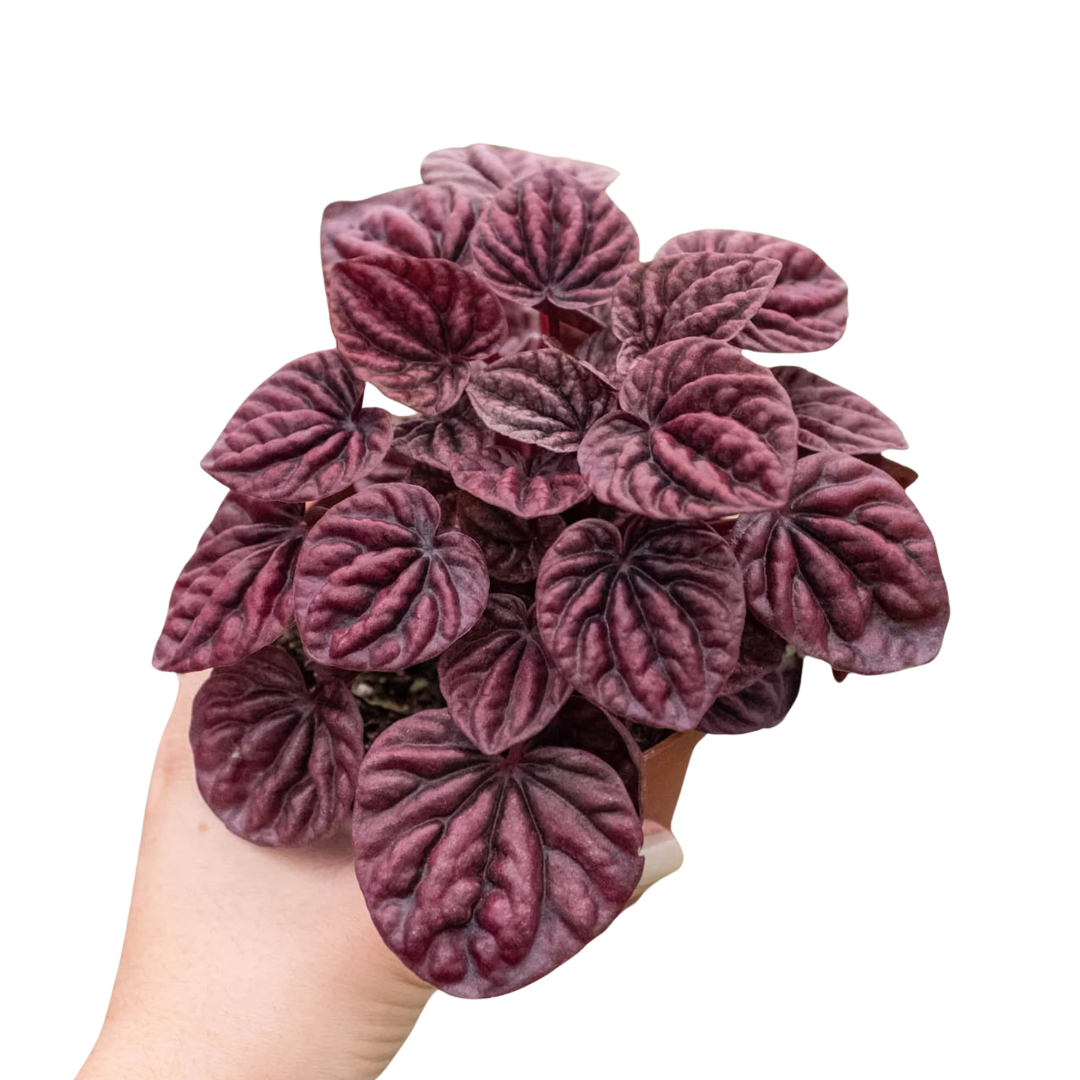 Peperomia &