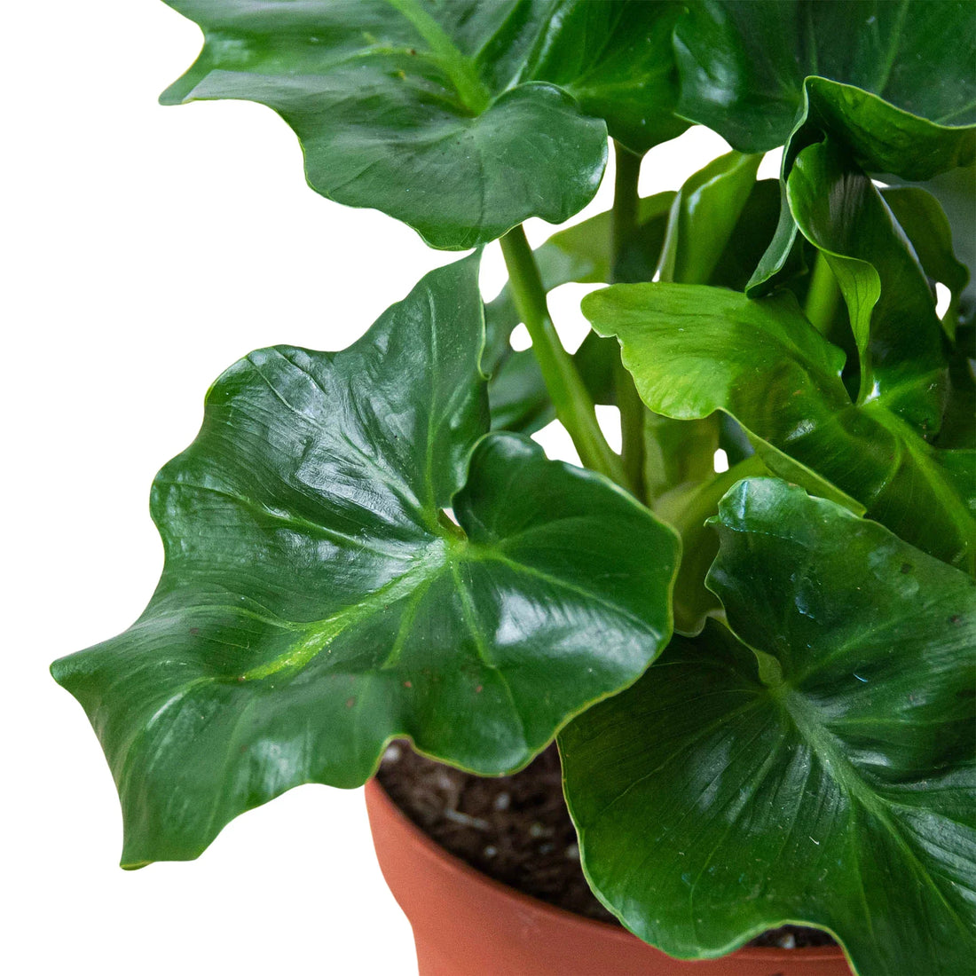 Philodendron &