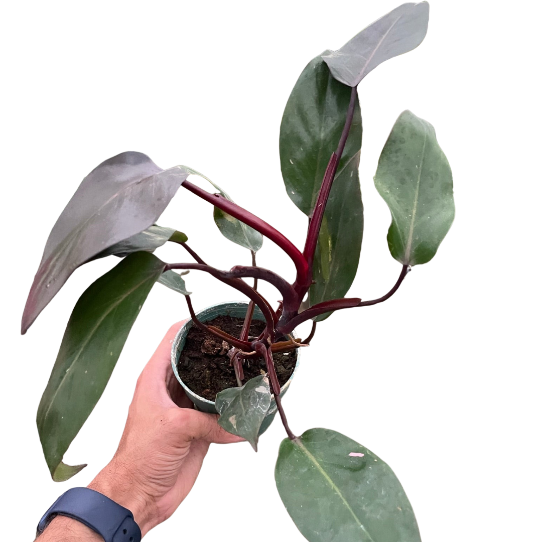philodendron burgundy princess for sale Philodendron 'Burgundy Princess' (Reverted Pink Princess)