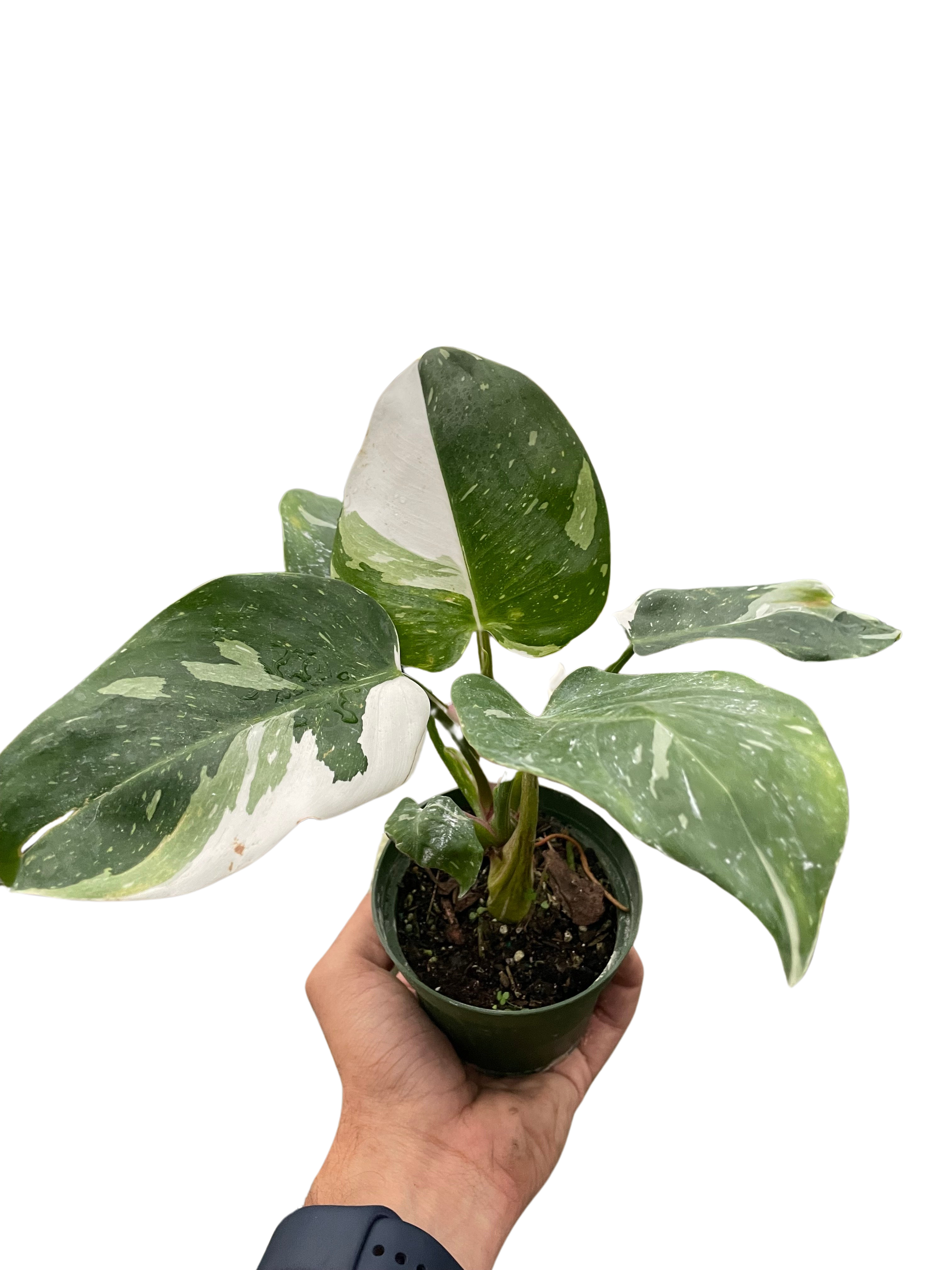 Philodendron &