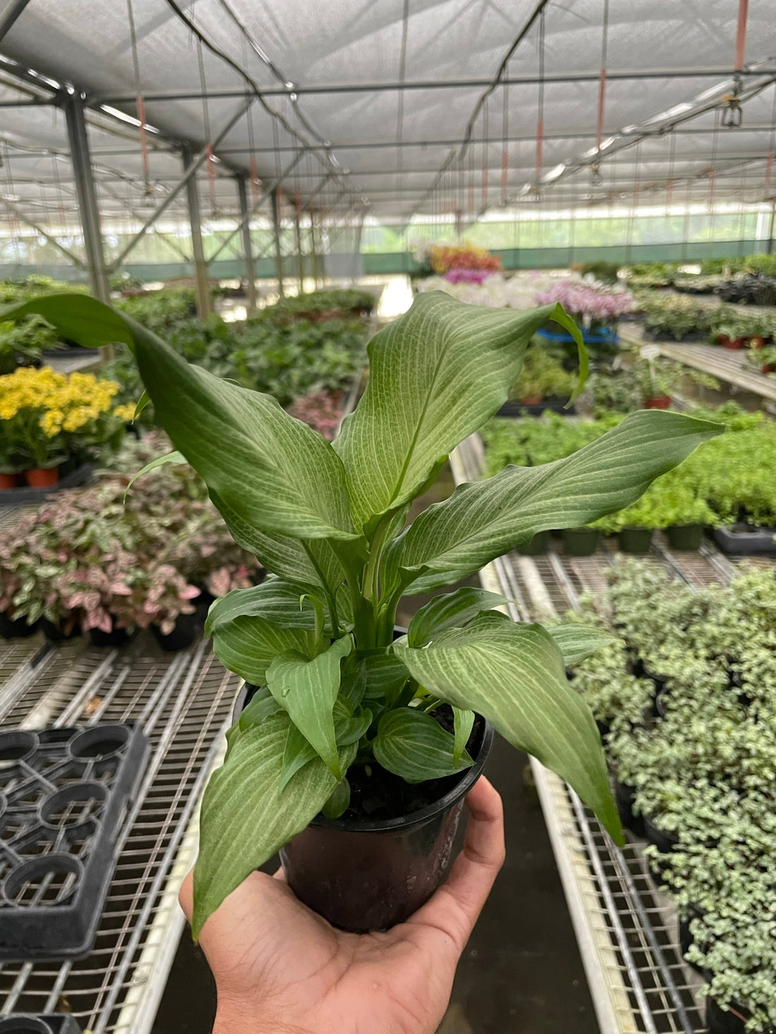 Spathiphyllum &
