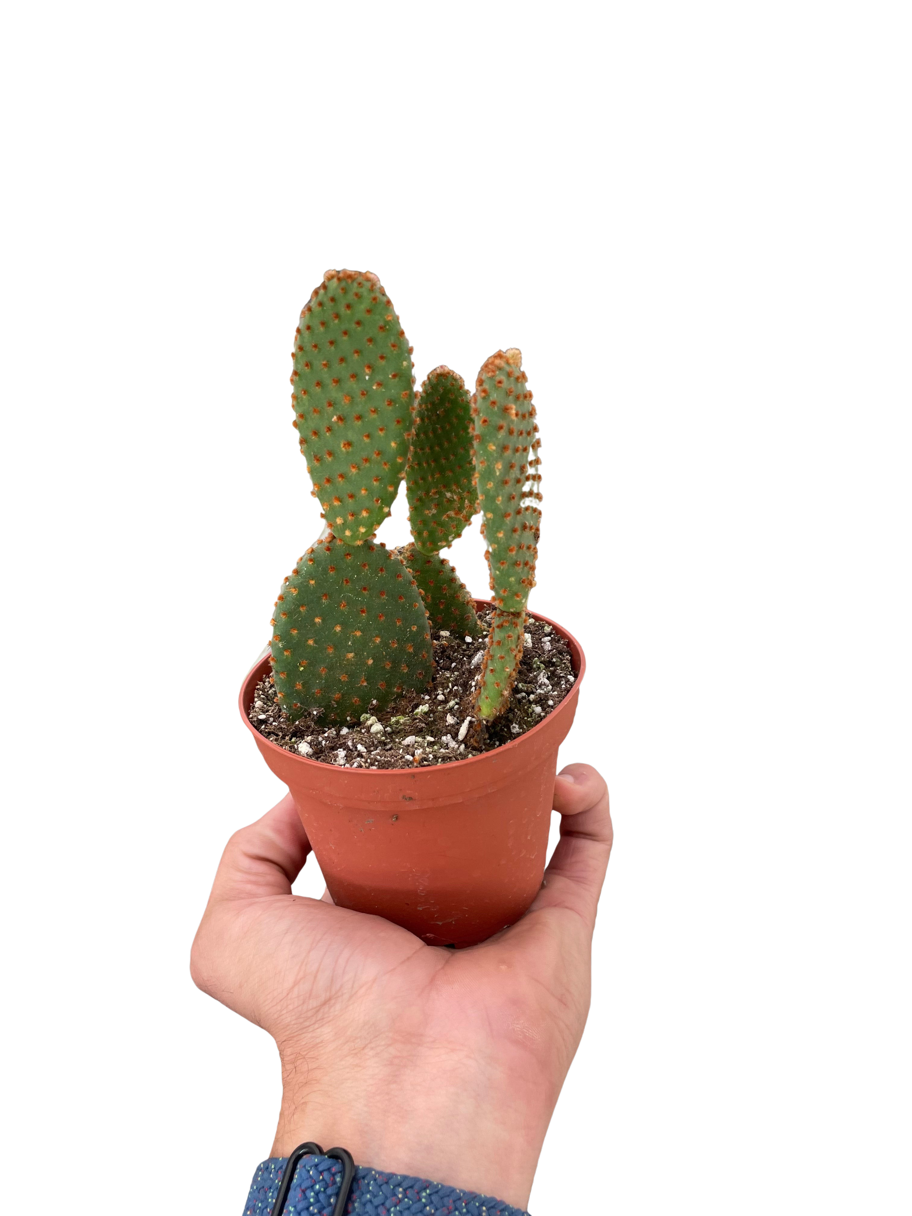 Opuntia &