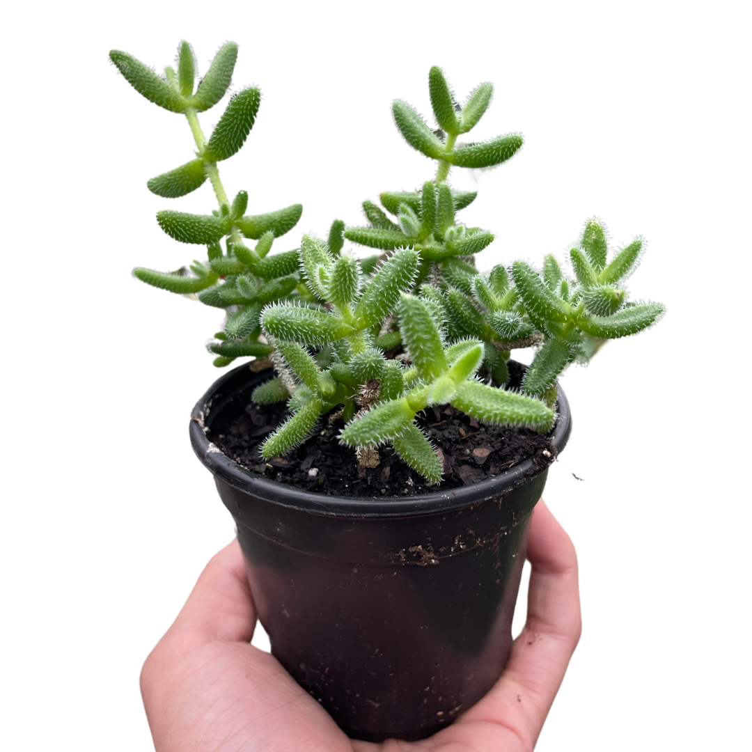 Delosperma echinatum &