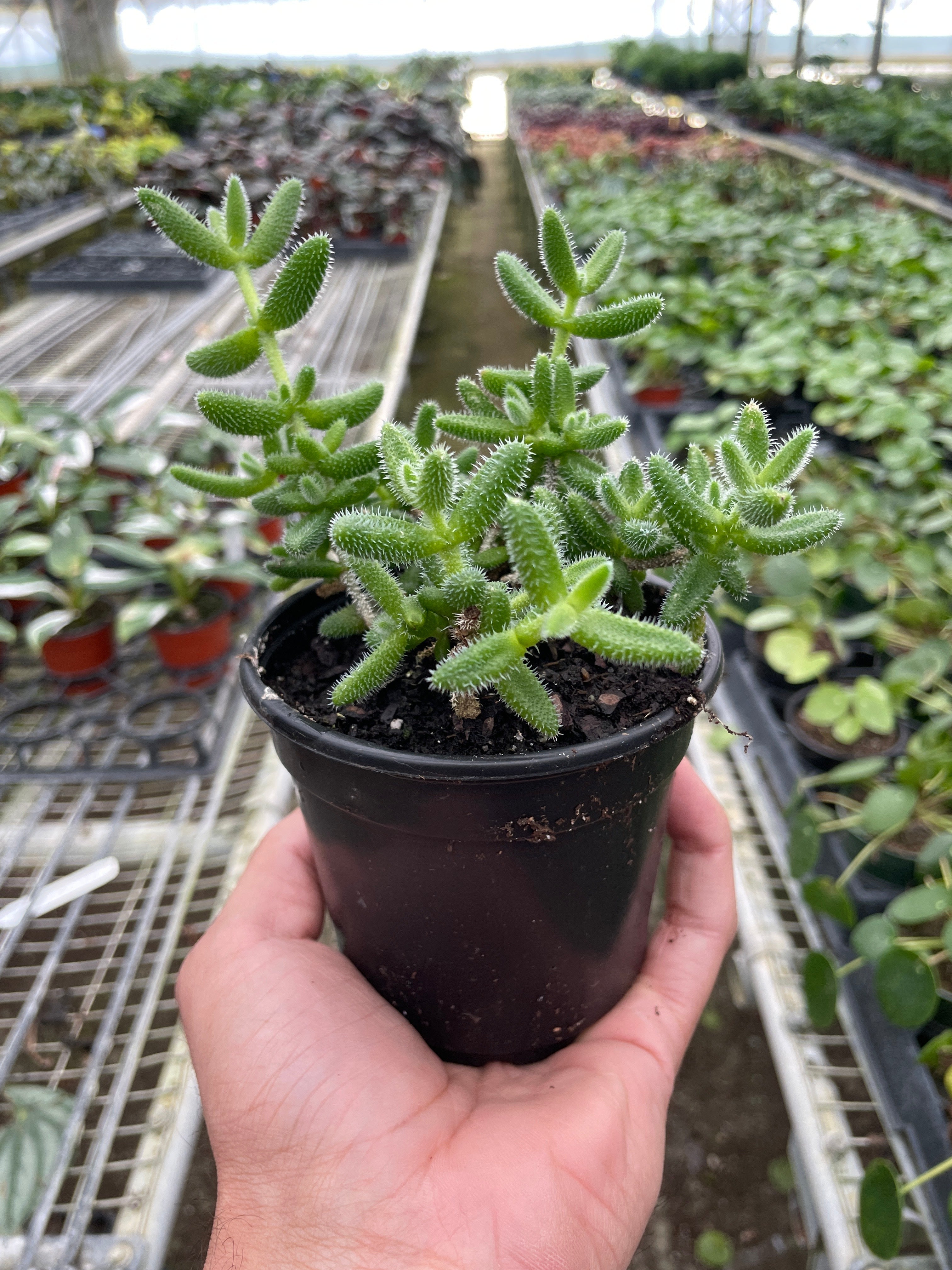 Delosperma echinatum &