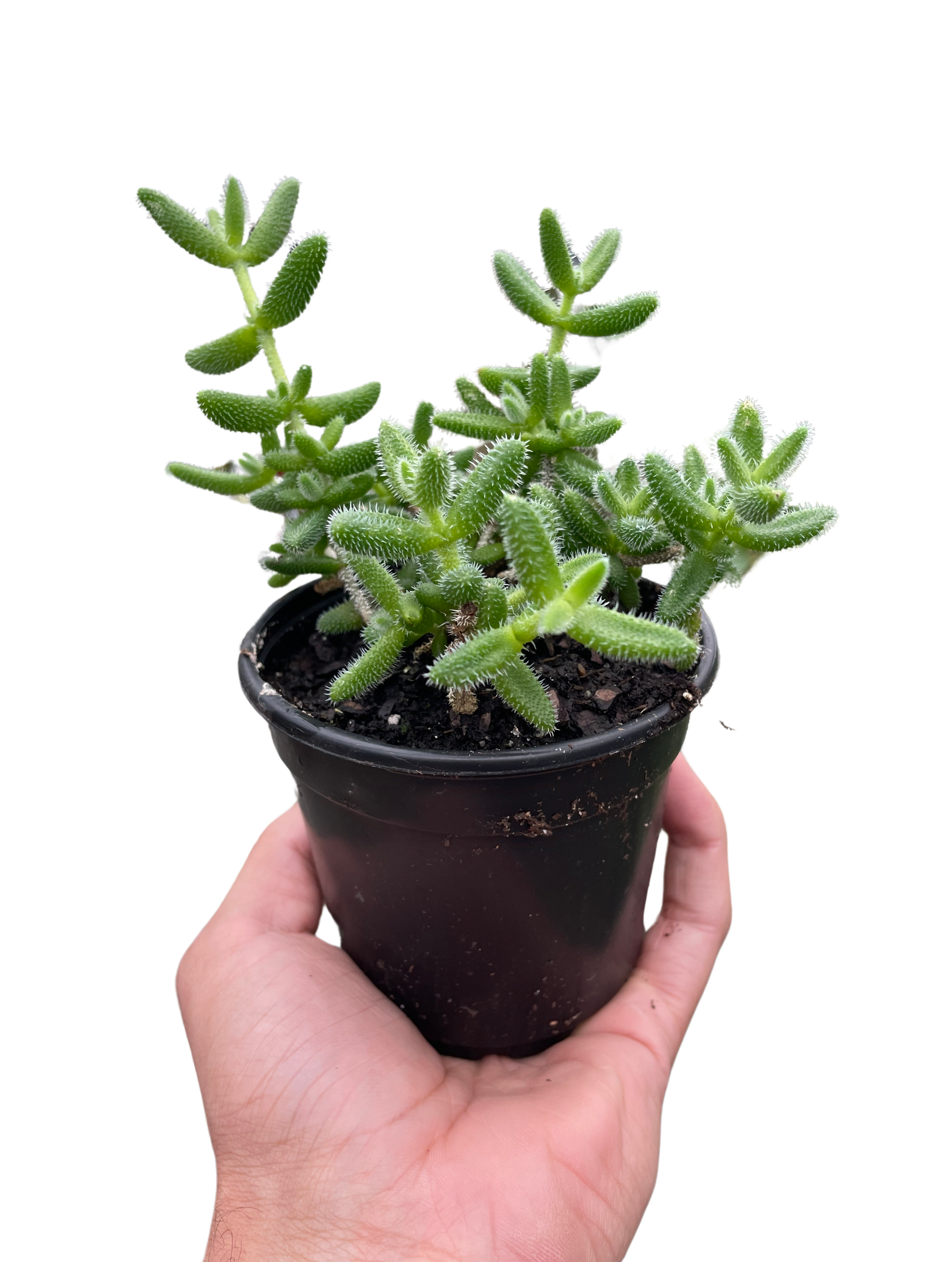 Delosperma echinatum &