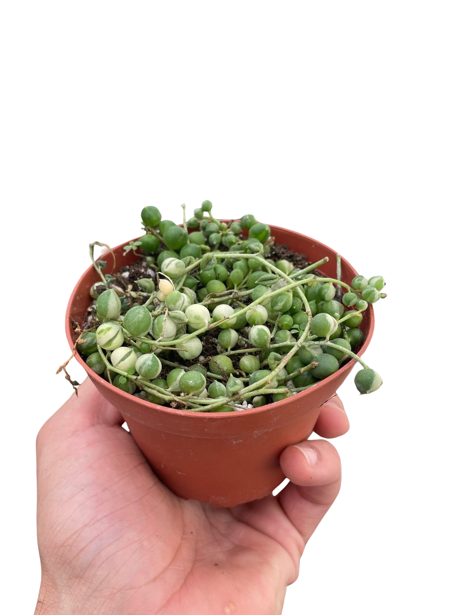 Succulent &