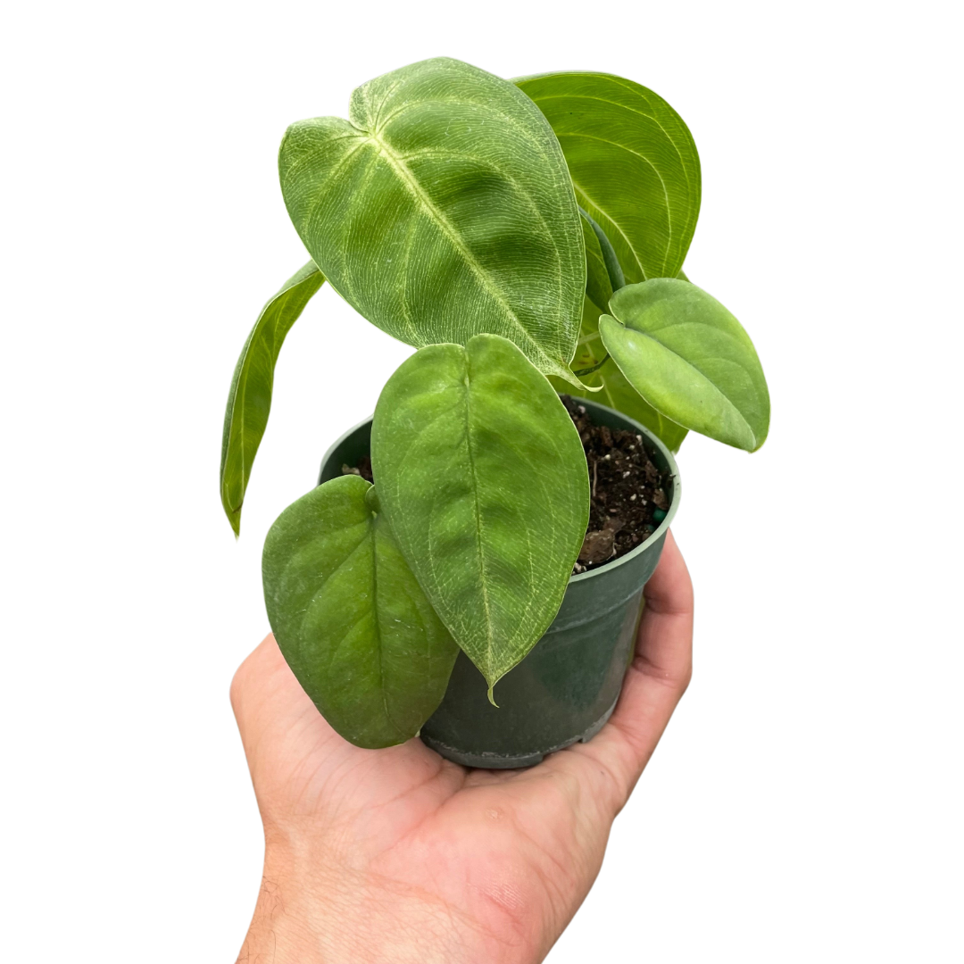 Syngonium &