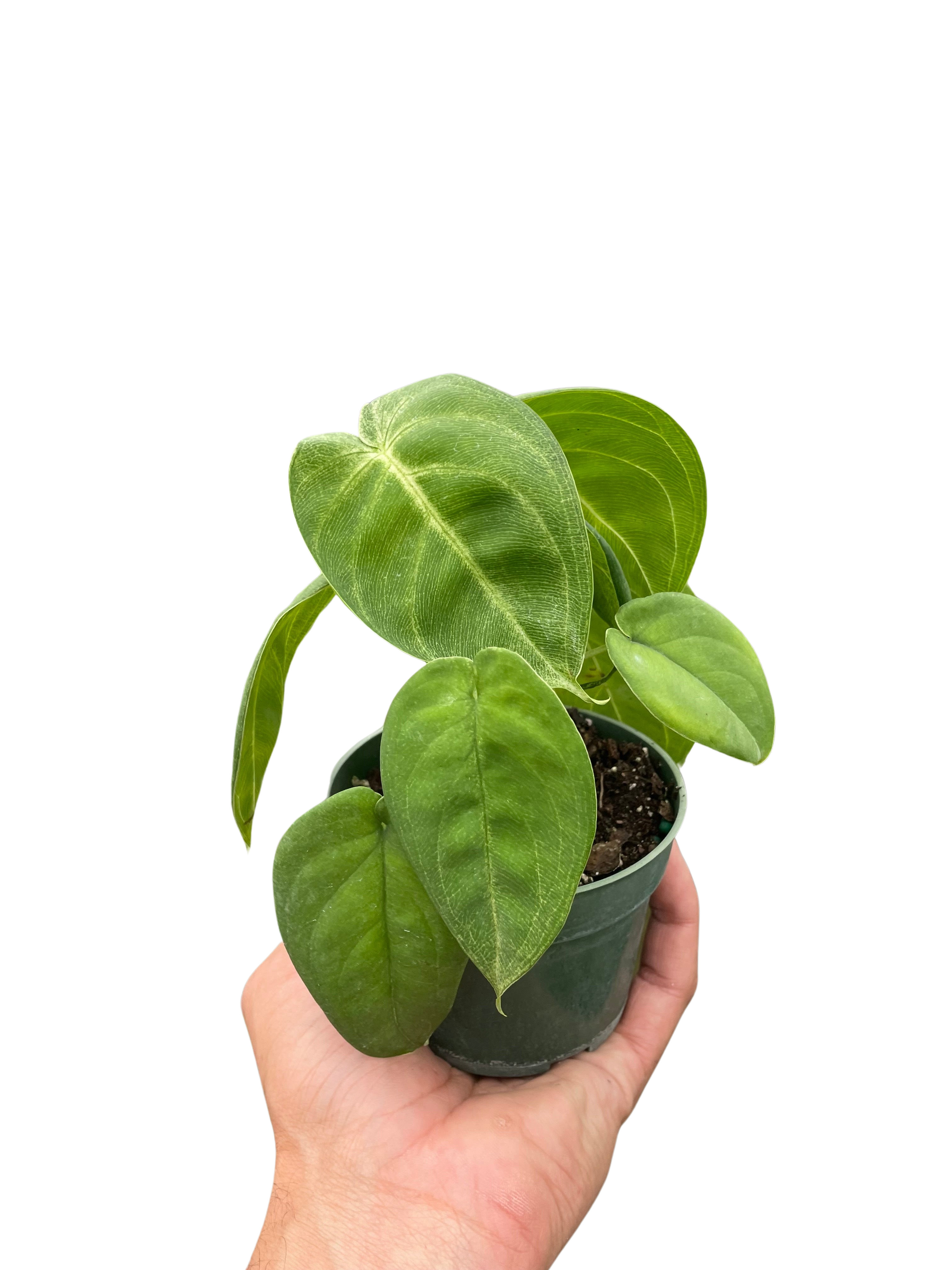 Syngonium &