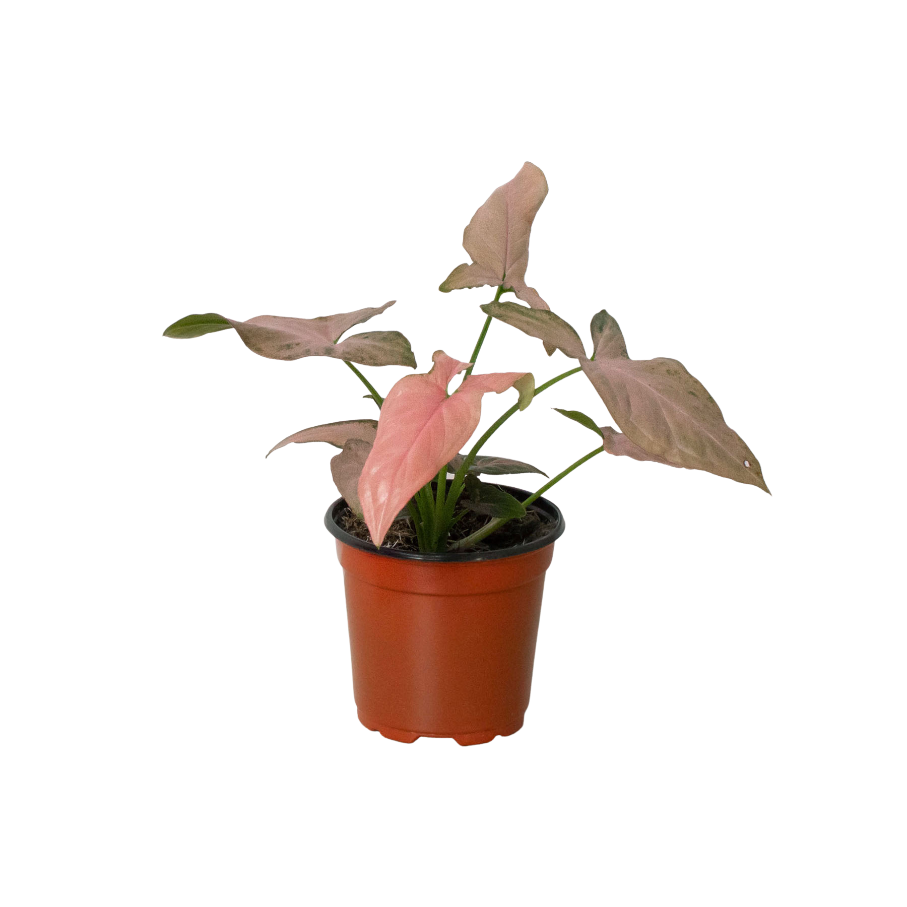 Syngonium &