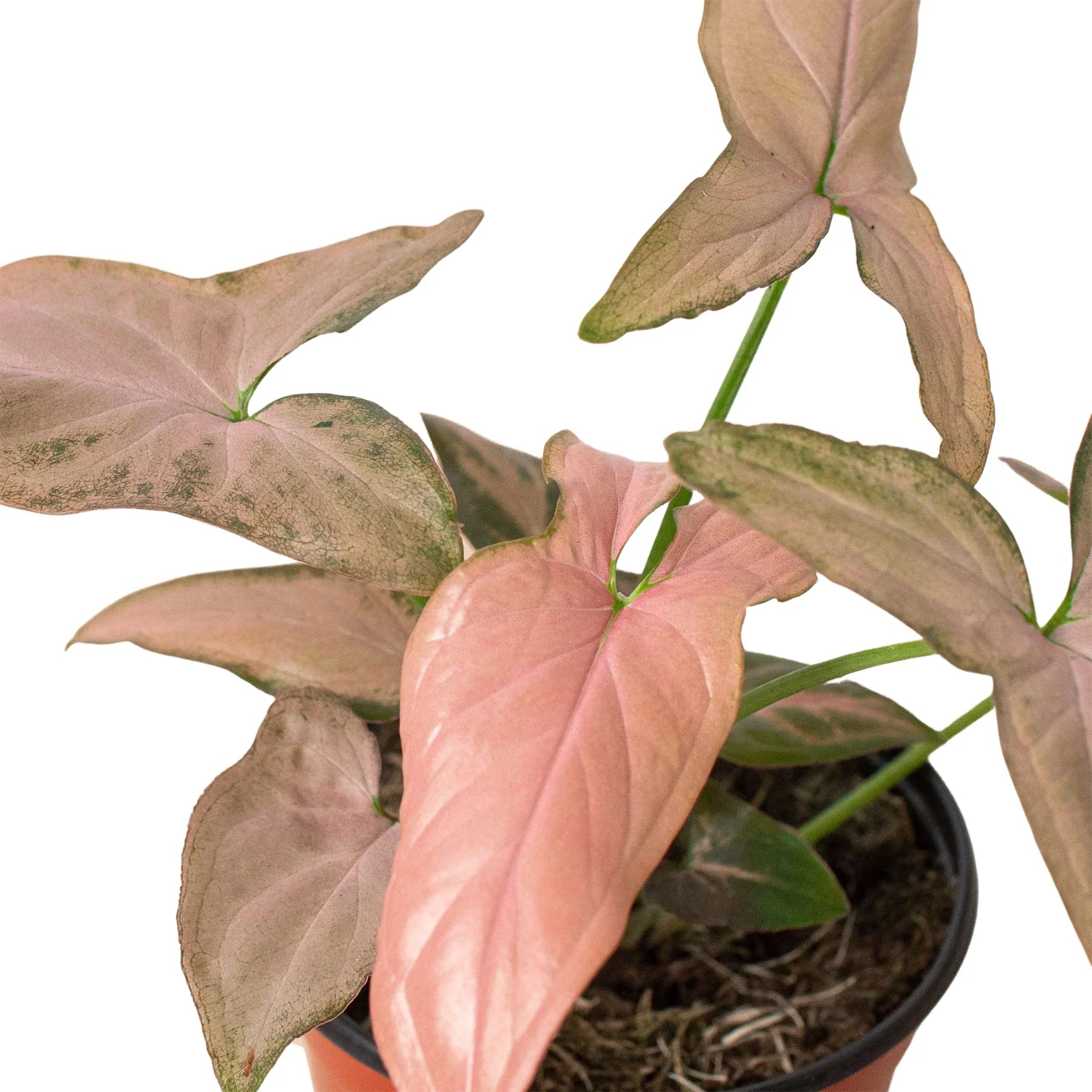 Syngonium &